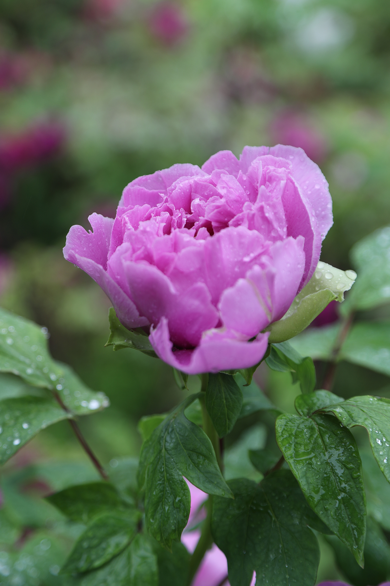 Peonies are dotted with raindrops at Luoyang International Peony Garden in Luoyang, Henan Province on April 21, 2026. /CGTN
