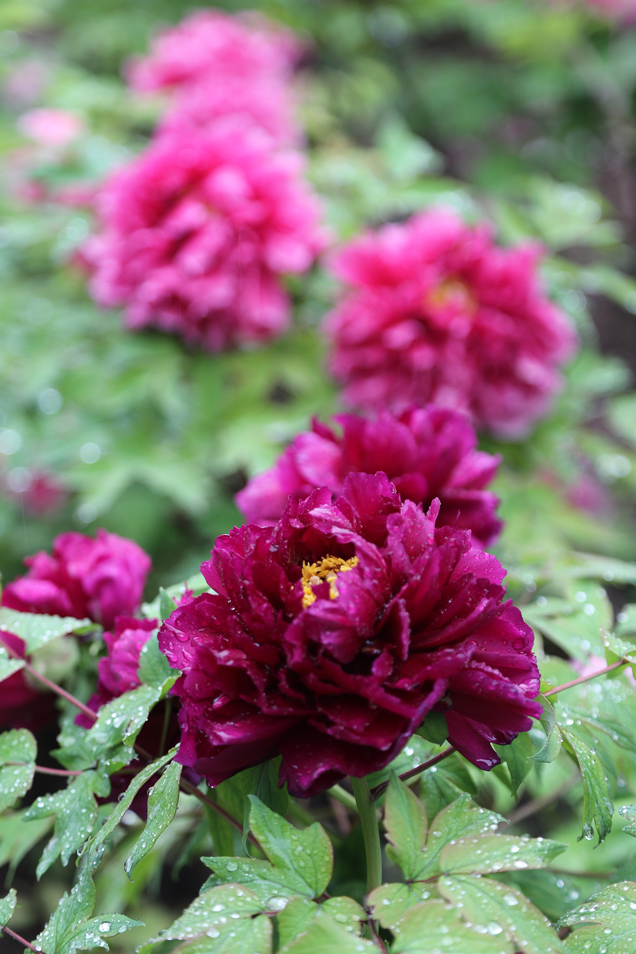 Peonies are dotted with raindrops at Luoyang International Peony Garden in Luoyang, Henan Province on April 21, 2026. /CGTN