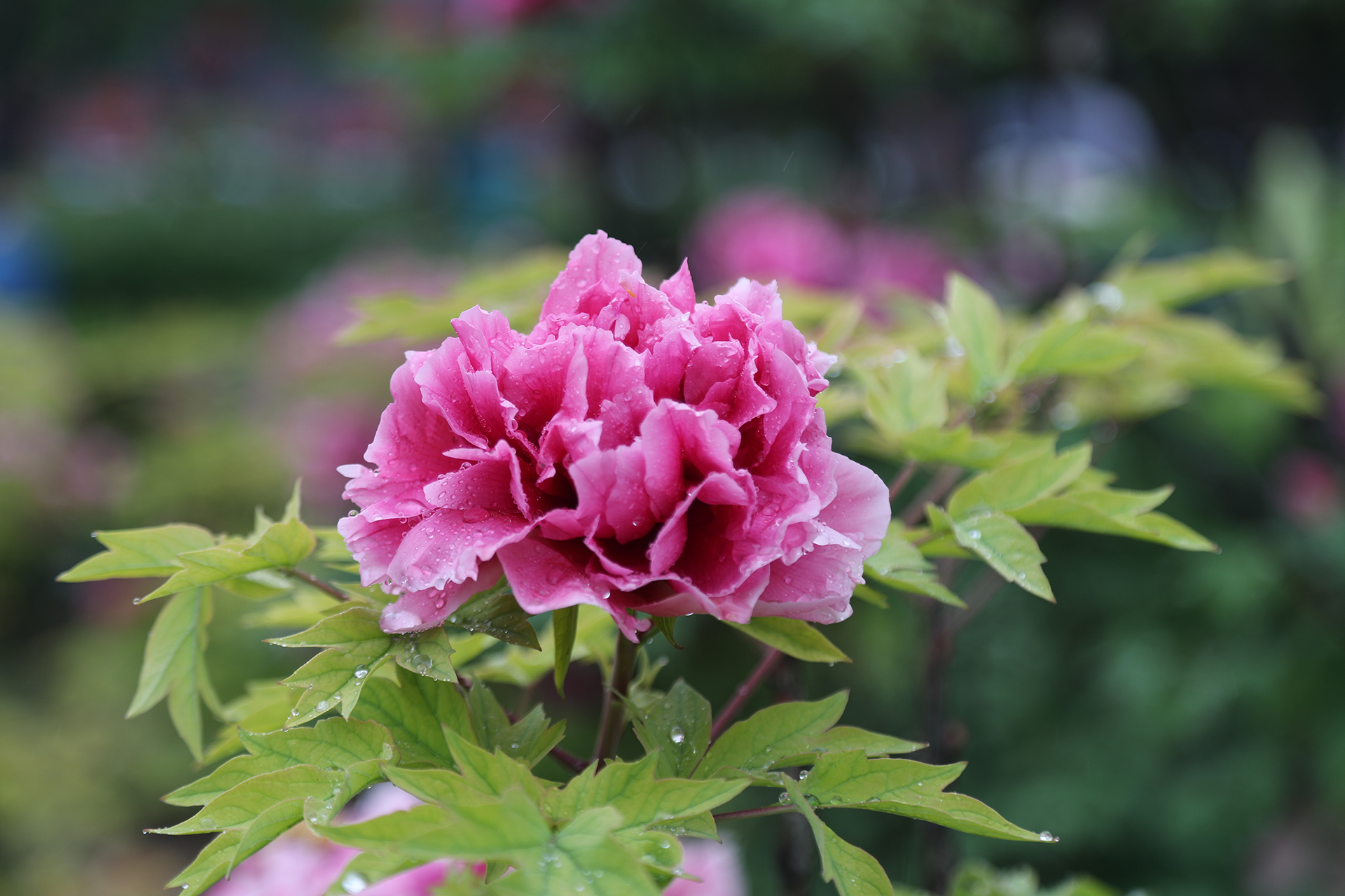 Peonies are dotted with raindrops at Luoyang International Peony Garden in Luoyang, Henan Province on April 21, 2026. /CGTN