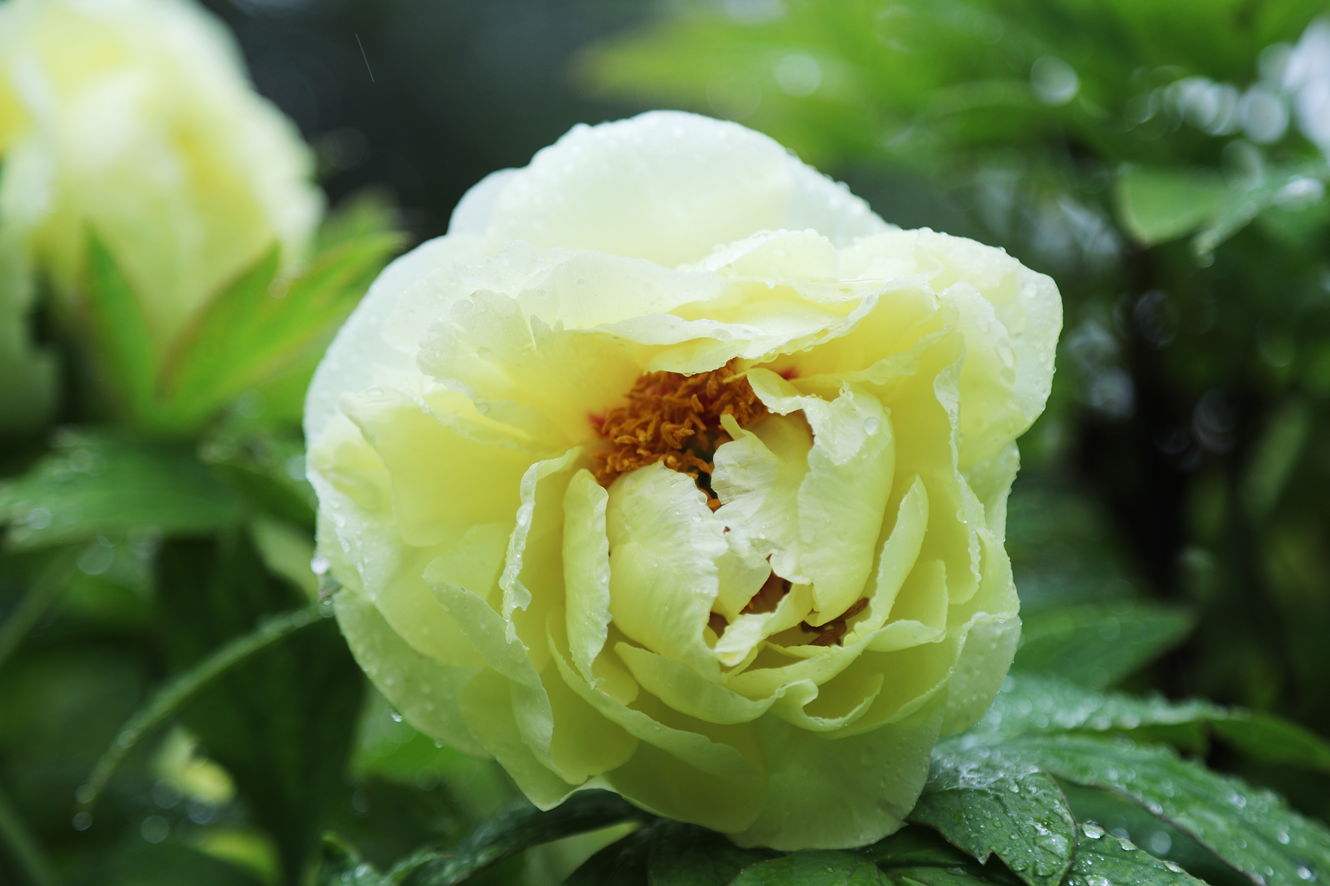 Peonies are dotted with raindrops at Luoyang International Peony Garden in Luoyang, Henan Province on April 21, 2026. /CGTN