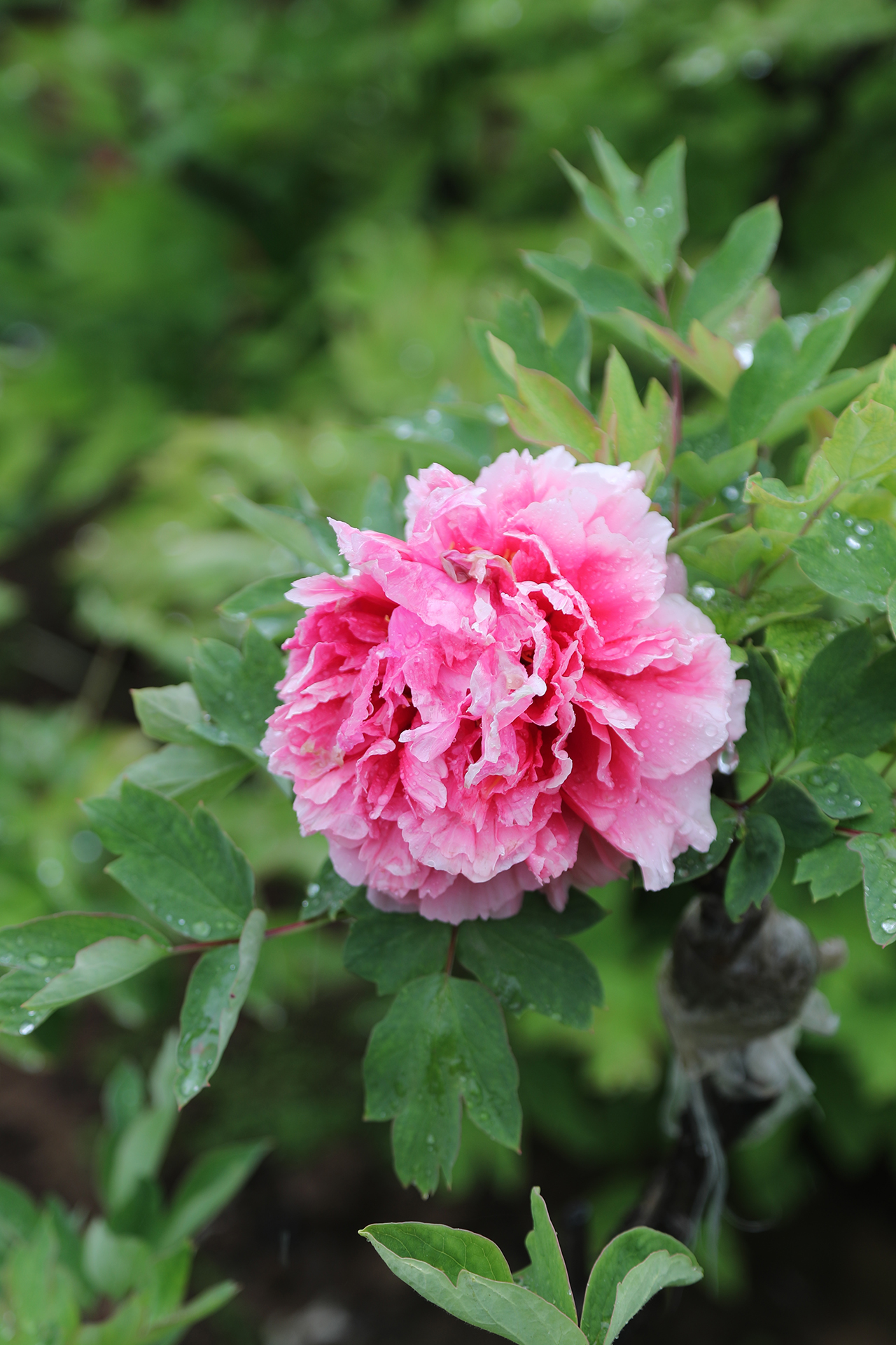 A peony is seen with raindrops at Luoyang International Peony Garden in Luoyang, Henan Province on April 21, 2026. /CGTN