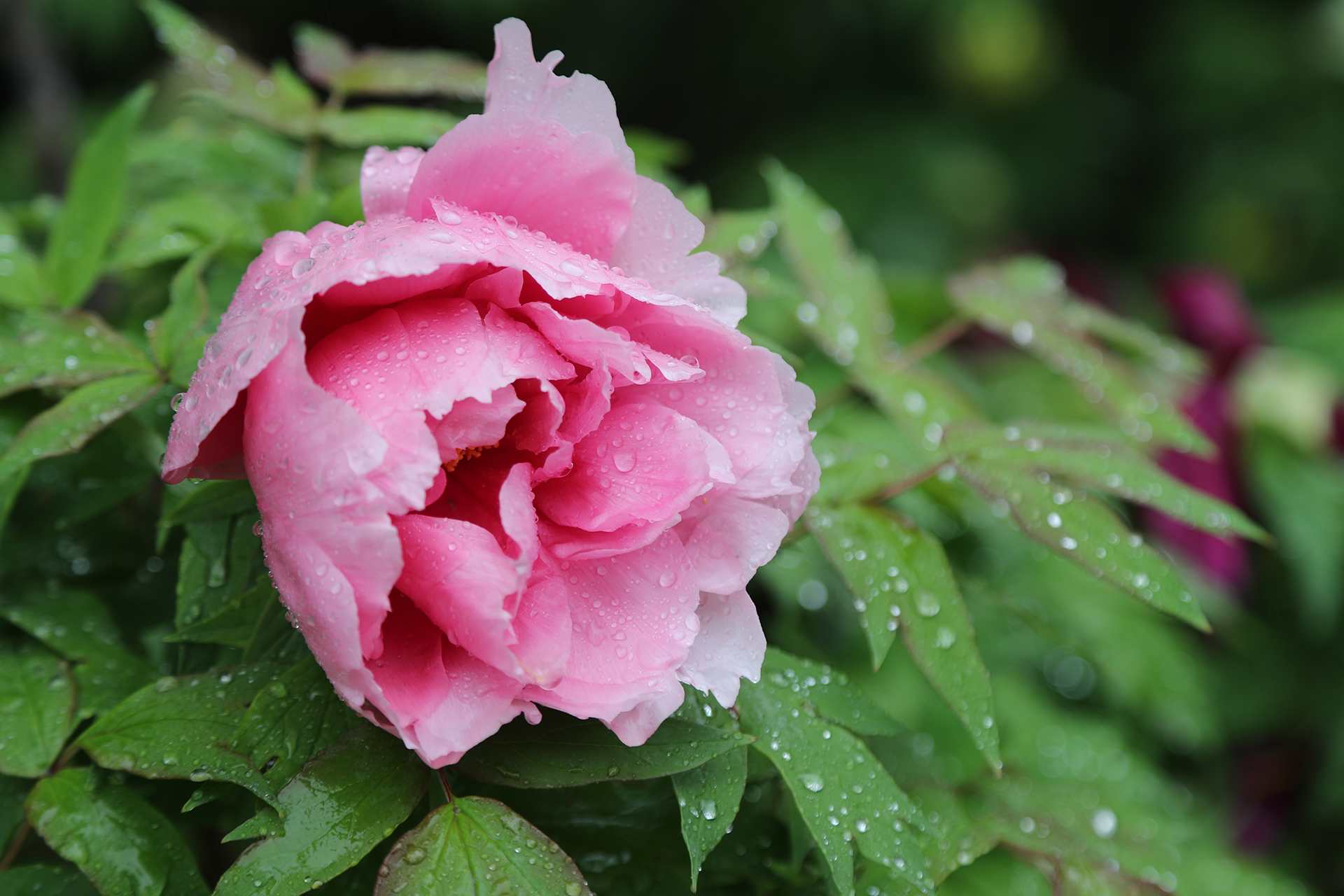 Peonies are dotted with raindrops at Luoyang International Peony Garden in Luoyang, Henan Province on April 21, 2026. /CGTN