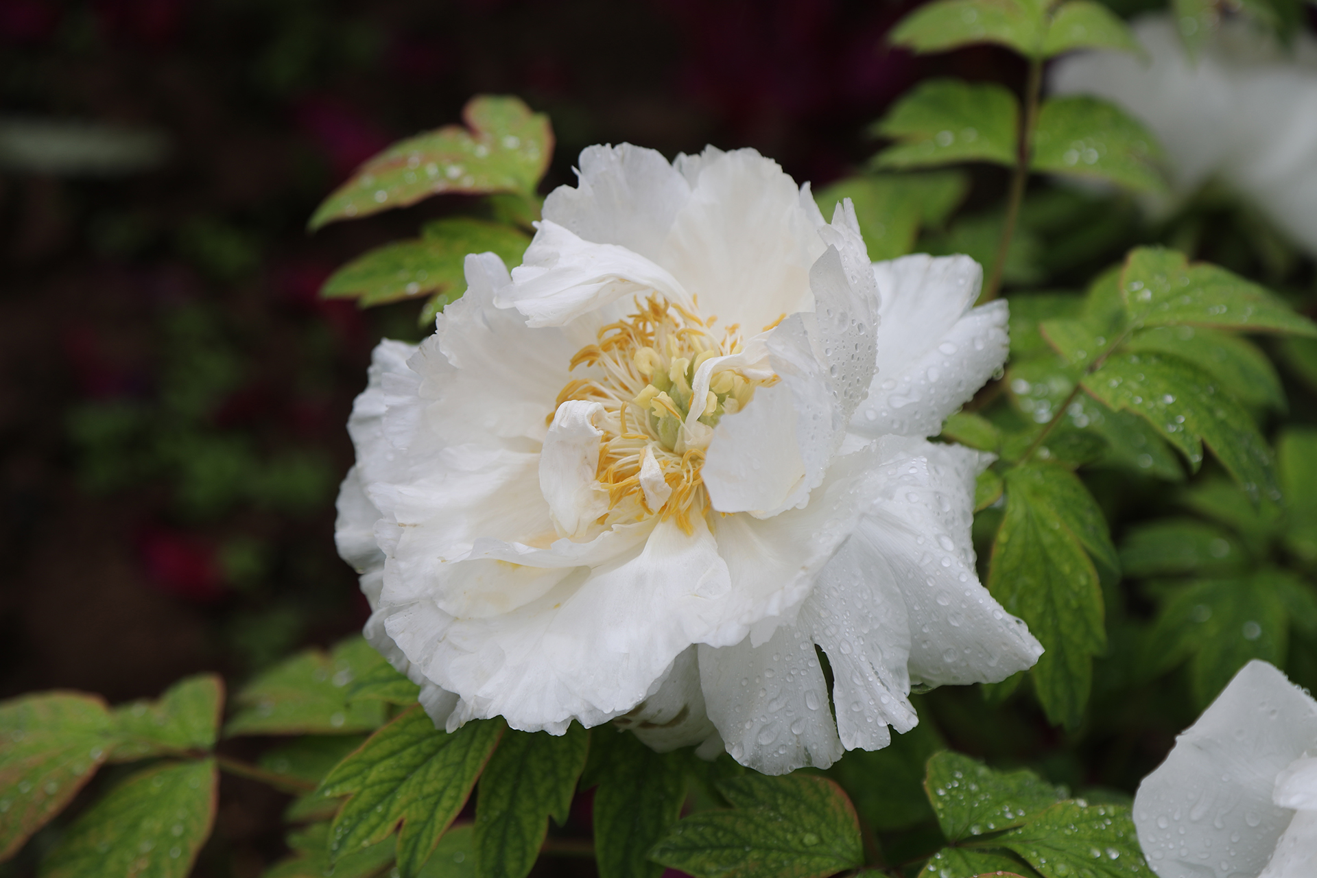 Peonies are dotted with raindrops at Luoyang International Peony Garden in Luoyang, Henan Province on April 21, 2026. /CGTN