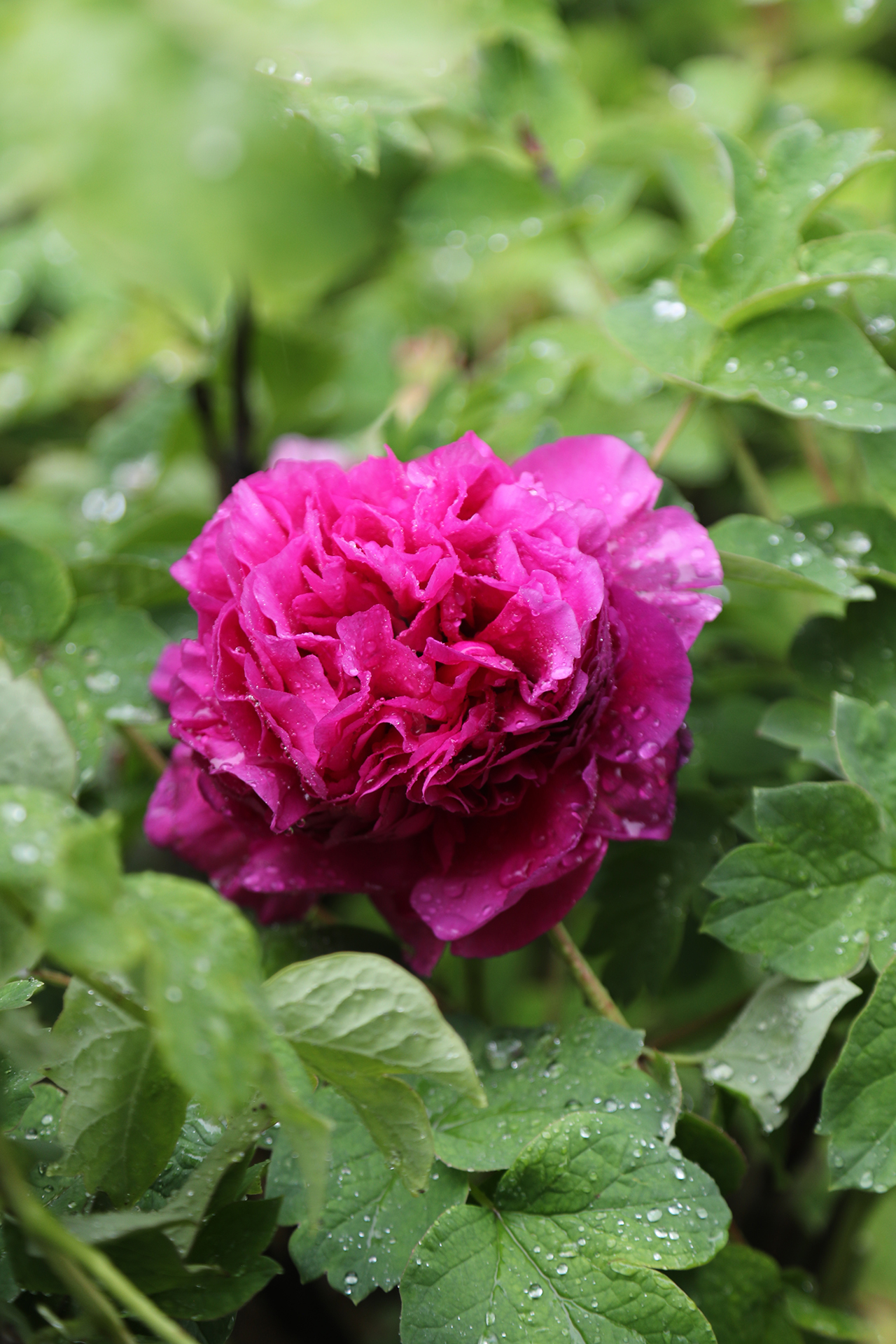 A peony is seen with raindrops at Luoyang International Peony Garden in Luoyang, Henan Province on April 21, 2026. /CGTN
