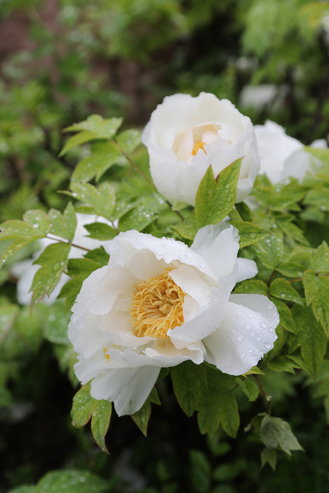 Peonies are dotted with raindrops at Luoyang International Peony Garden in Luoyang, Henan Province on April 21, 2026. /CGTN