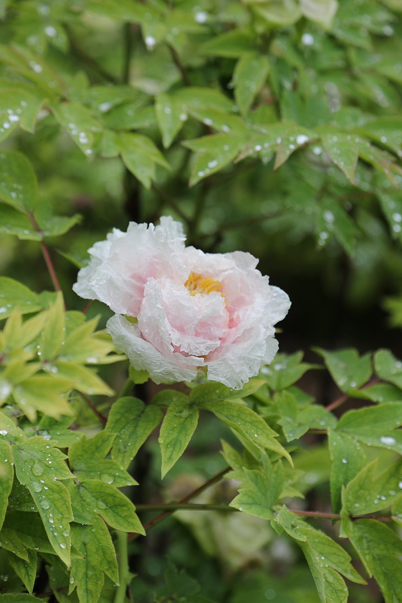 A peony is seen with raindrops at Luoyang International Peony Garden in Luoyang, Henan Province on April 21, 2026. /CGTN