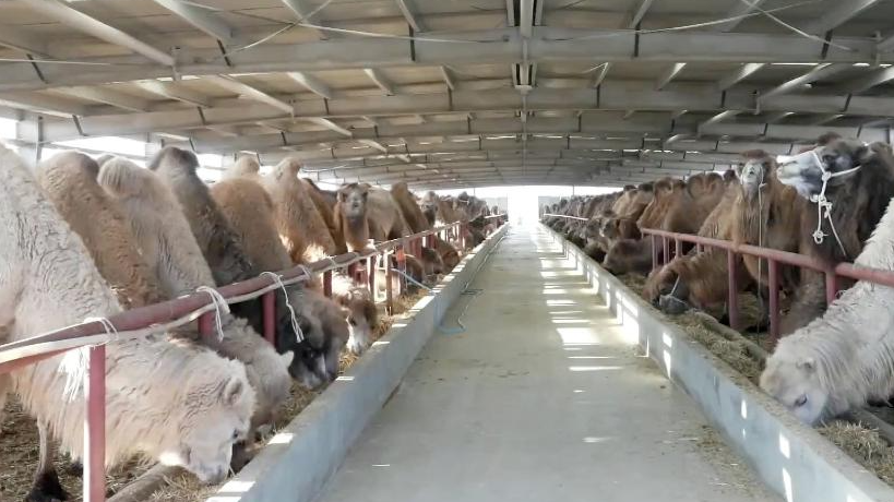 Camels eating at a farm in Keping County, China's Xinjiang Uygur Autonomous Region, March 31, 2023. /Xinhua