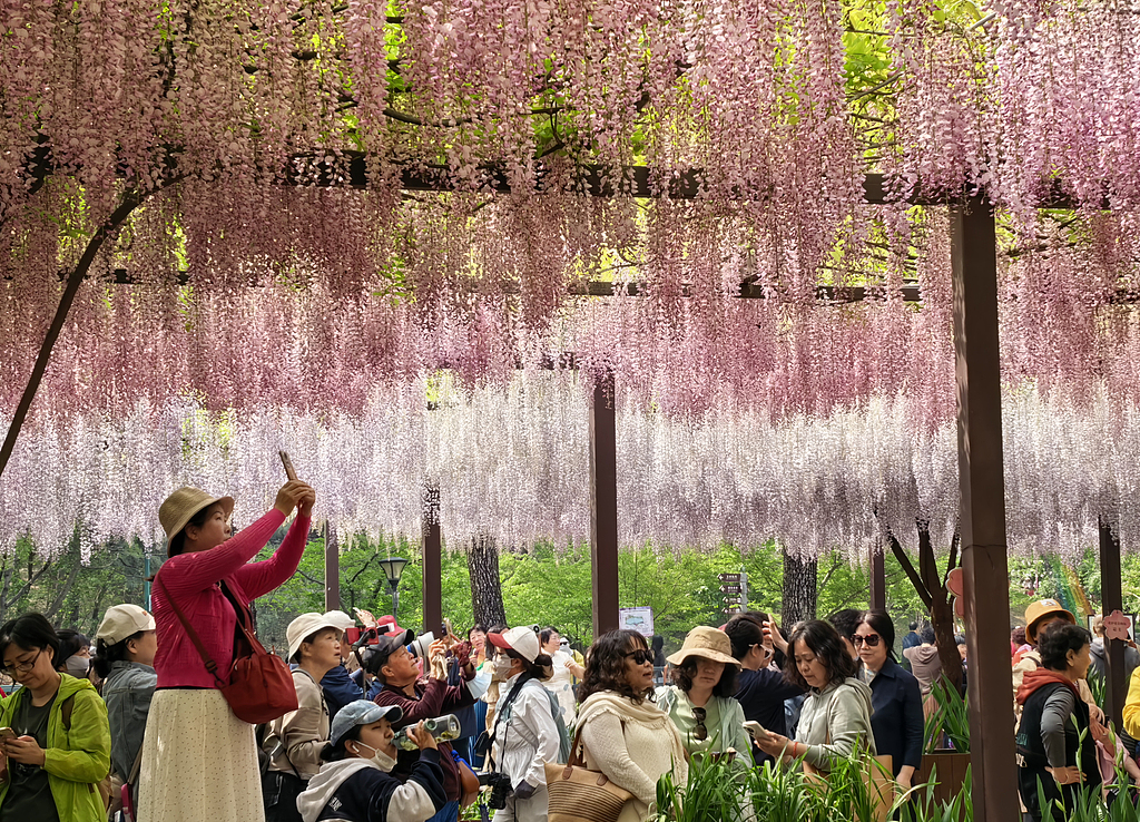 Wisteria flowers are in full bloom at Yuyuantan Park in Beijing, attracting visitors to enjoy the vibrant purple display, April 24, 2026. /VCG