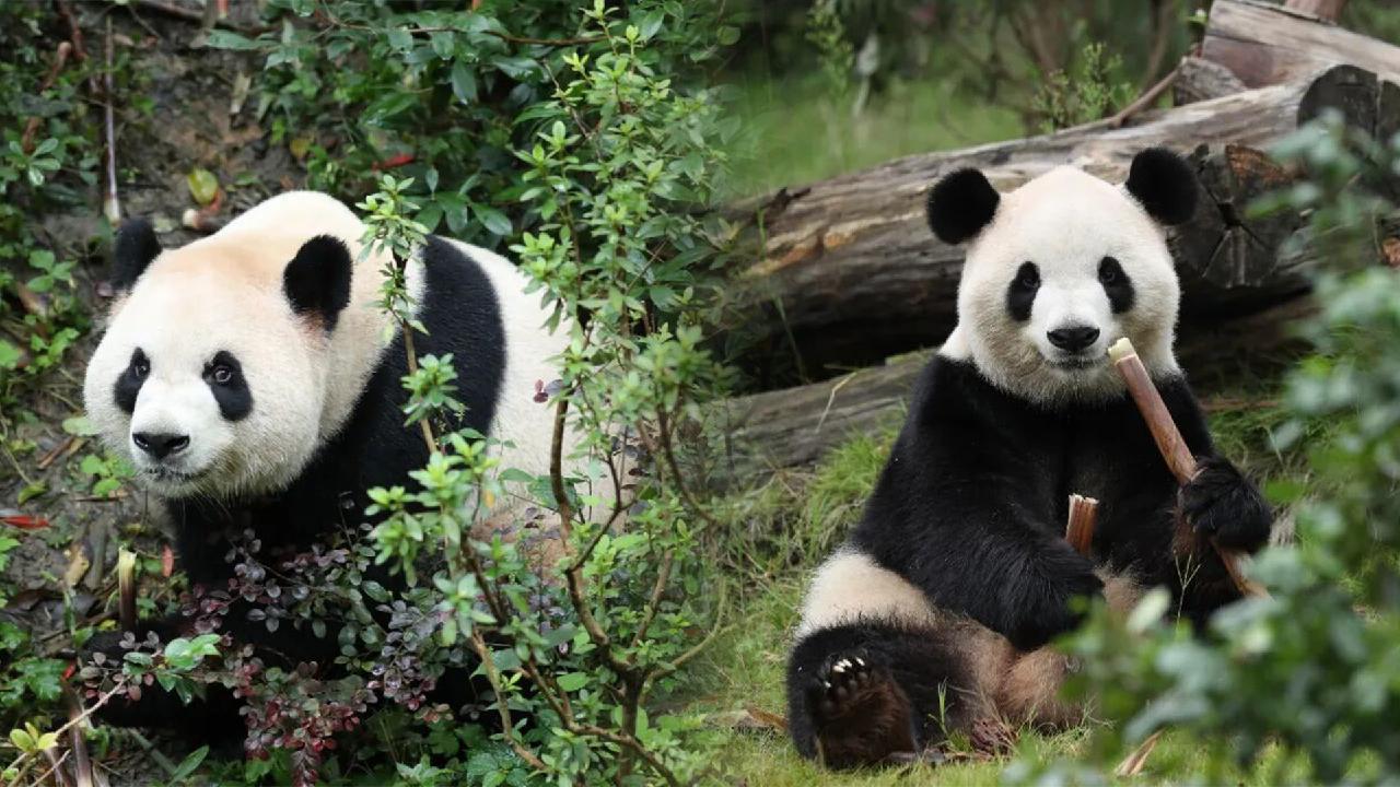 China to send two pandas to US, highlighting 'bridge of friendship'