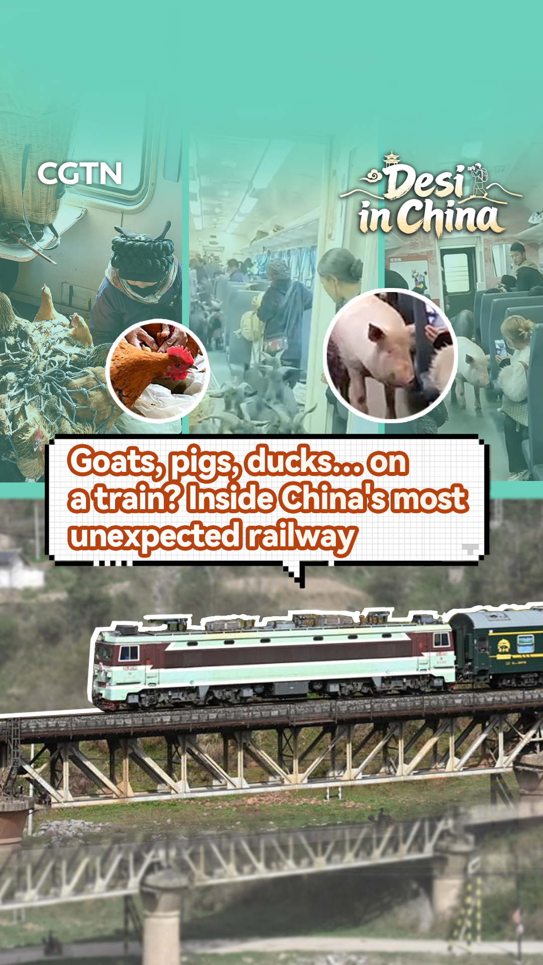 Goats, pigs, ducks… on a train? Inside China's most unexpected railway