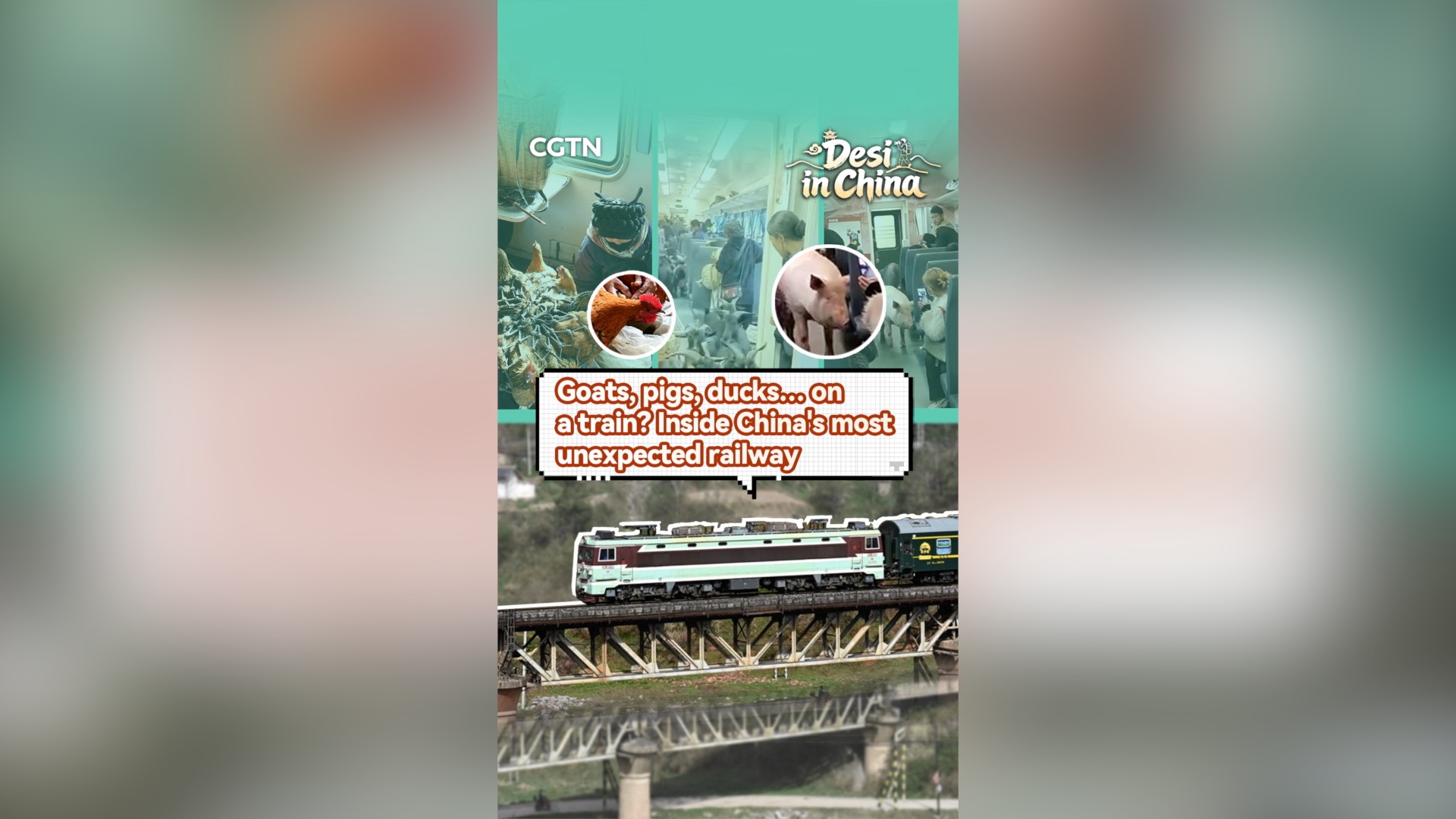 Goats, pigs, ducks… on a train? Inside China's most unexpected railway