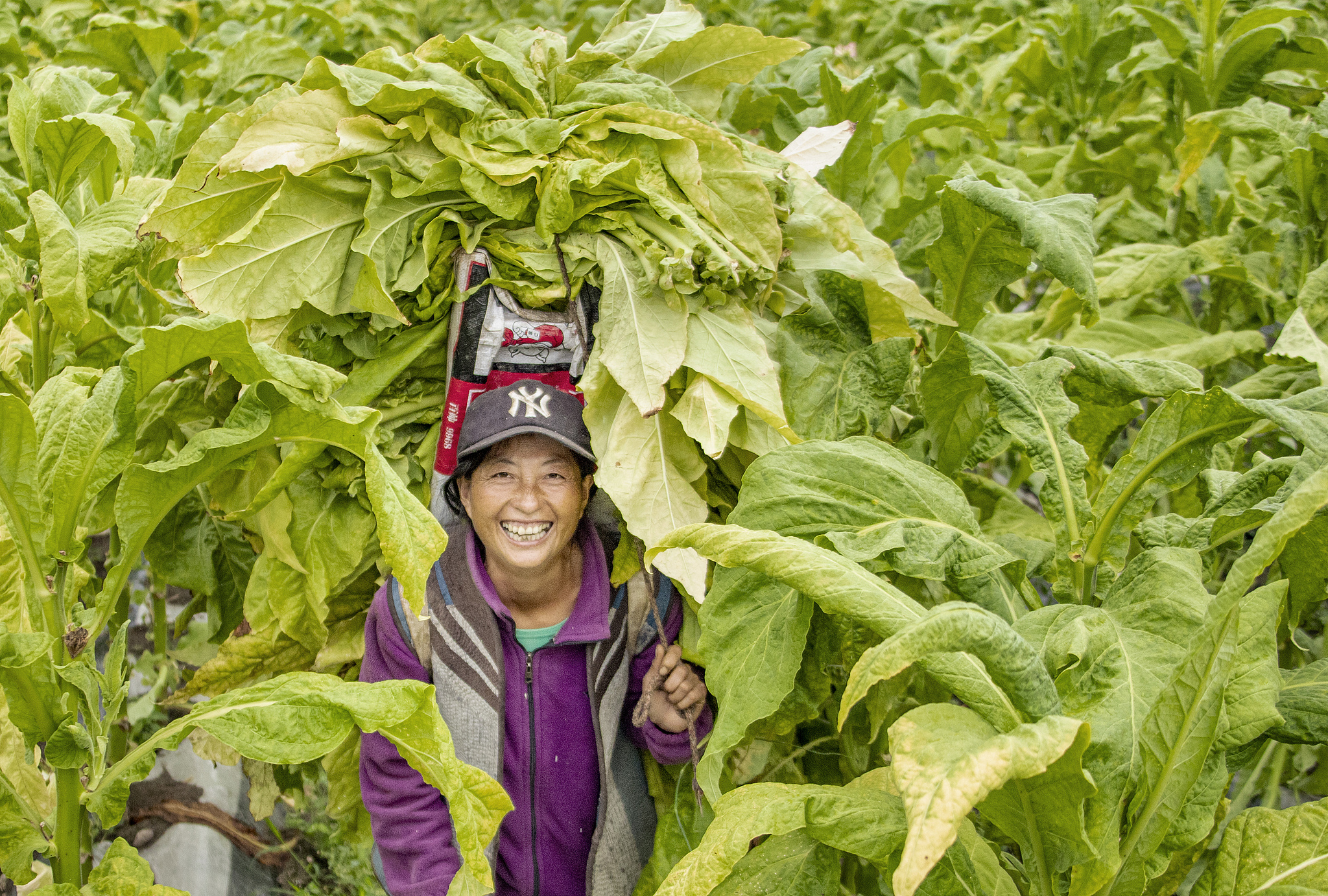 Harvest season in the Liangshan Yi Autonomous Prefecture, China, August 14, 2021. /VCG