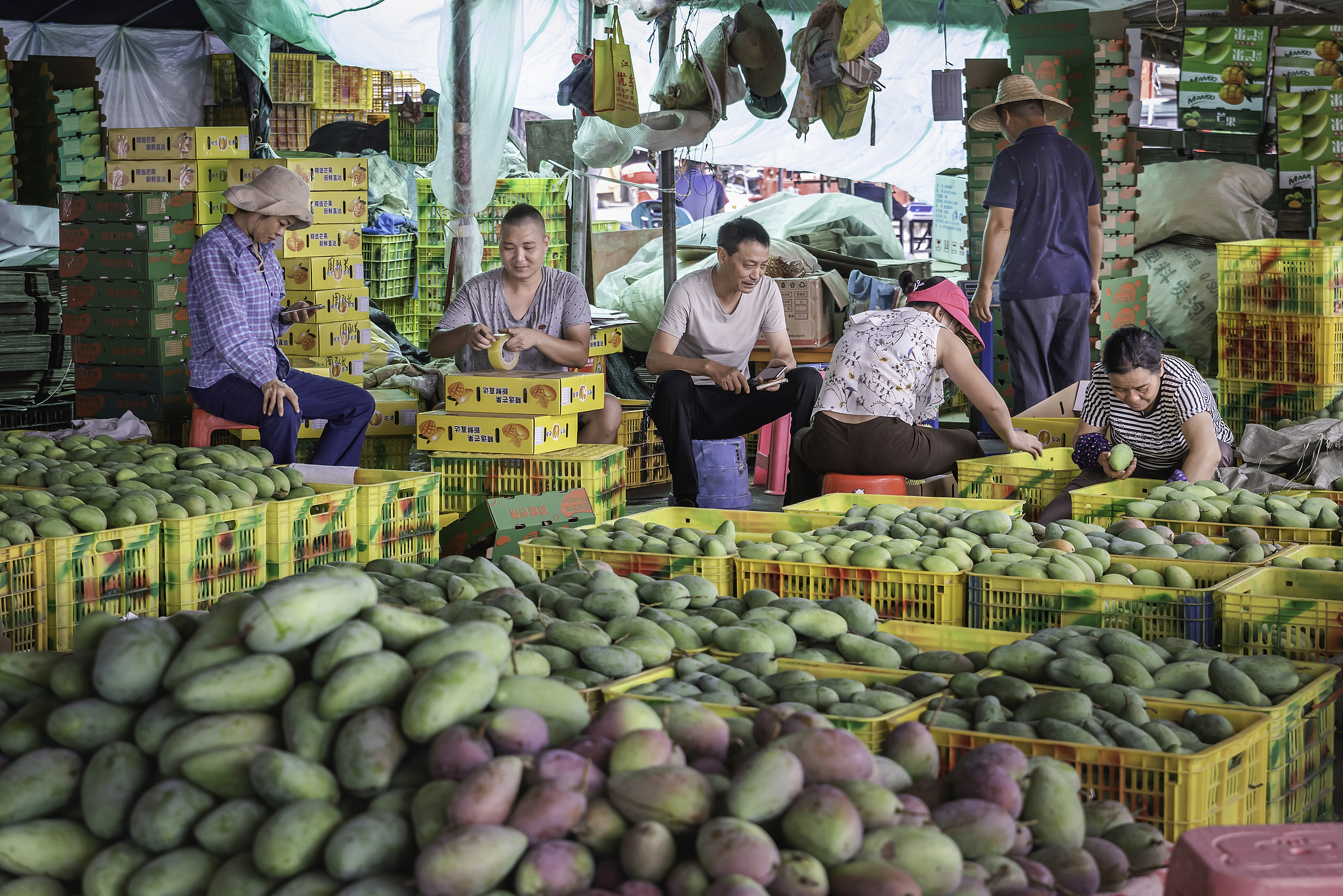 Harvest season in Baise, China, June 29, 2024. /VCG