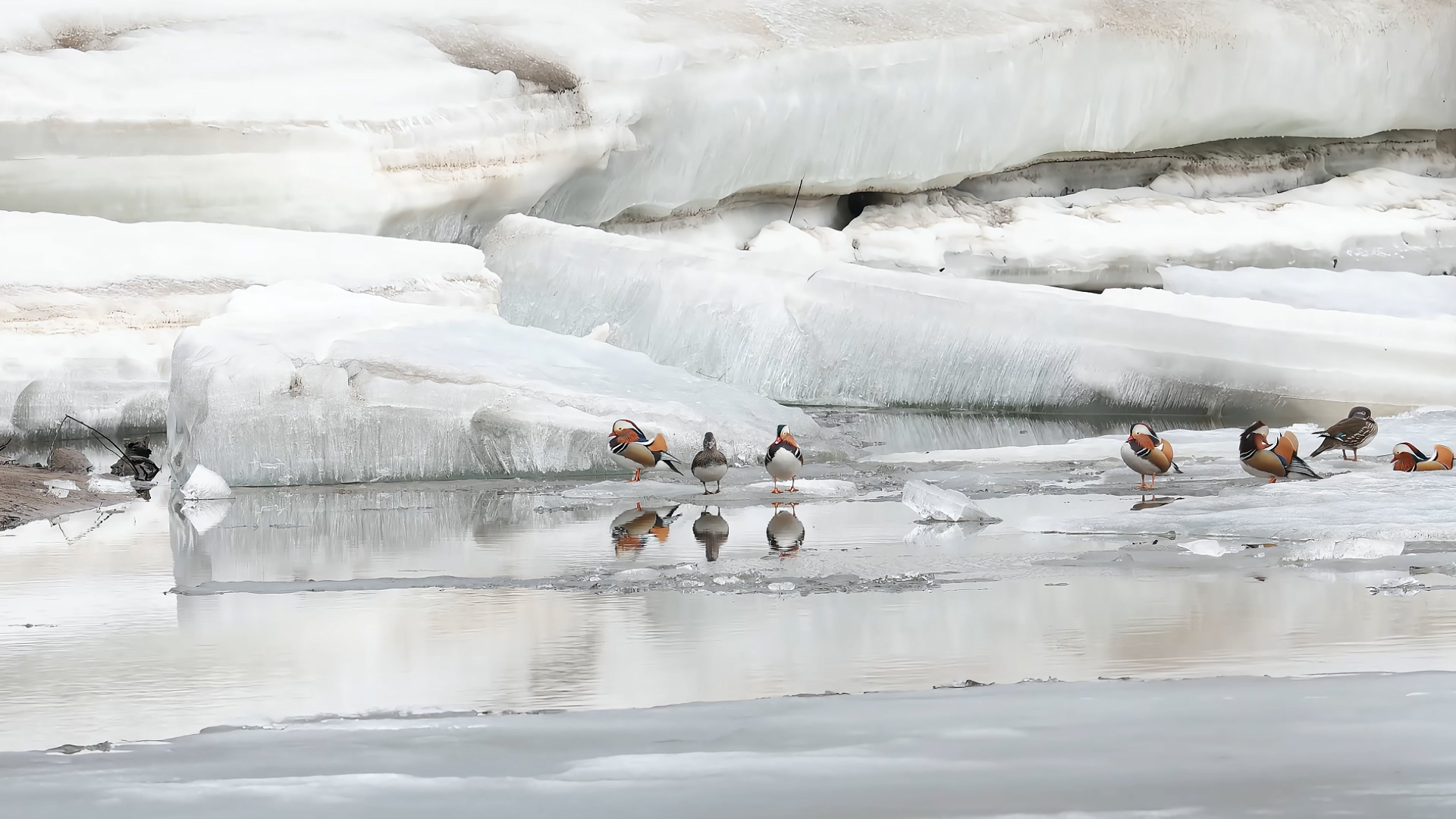 Jiayin, Heilongjiang: Idle habitat welcomes migratory birds