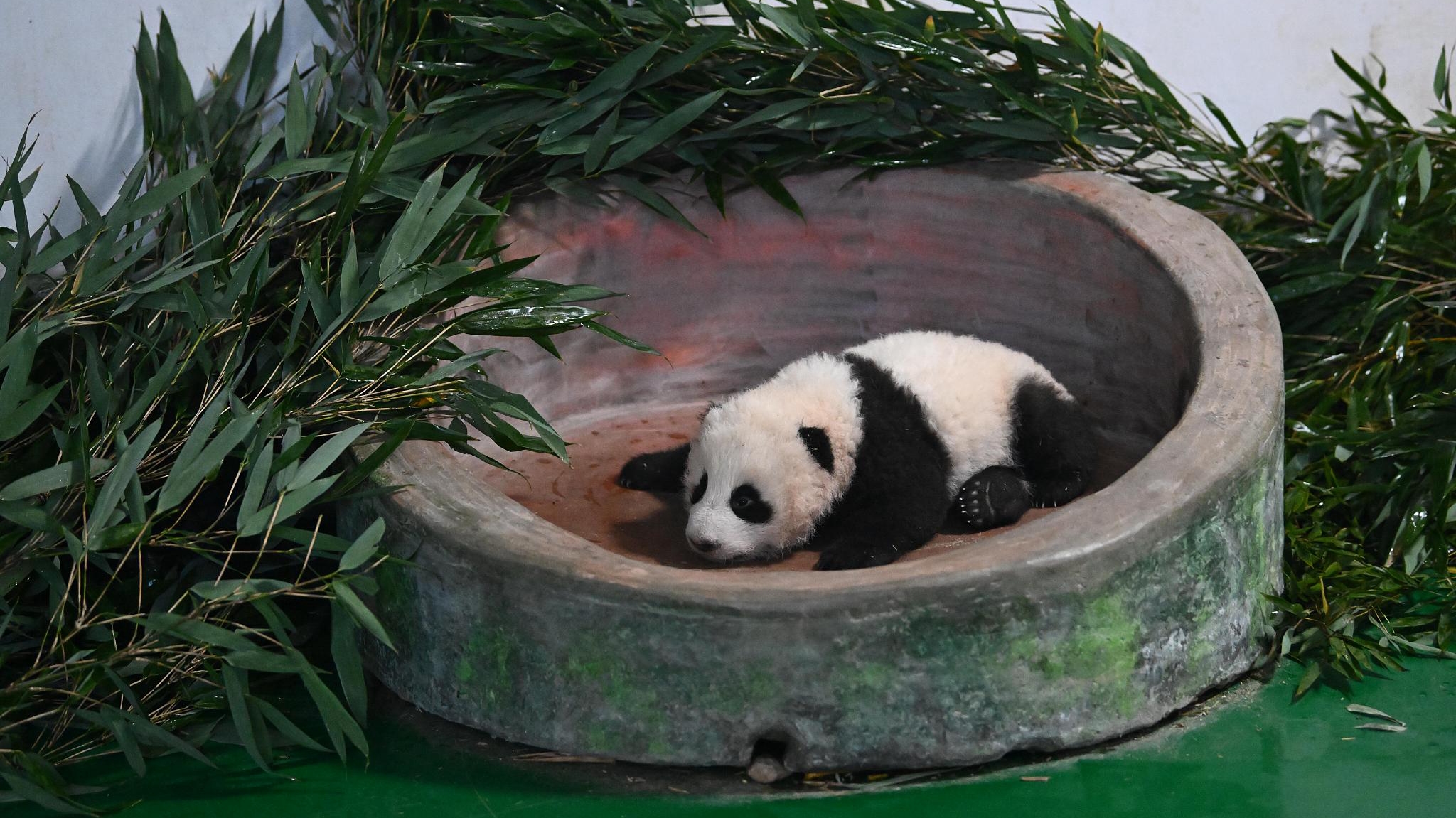 Live: Panda cub 