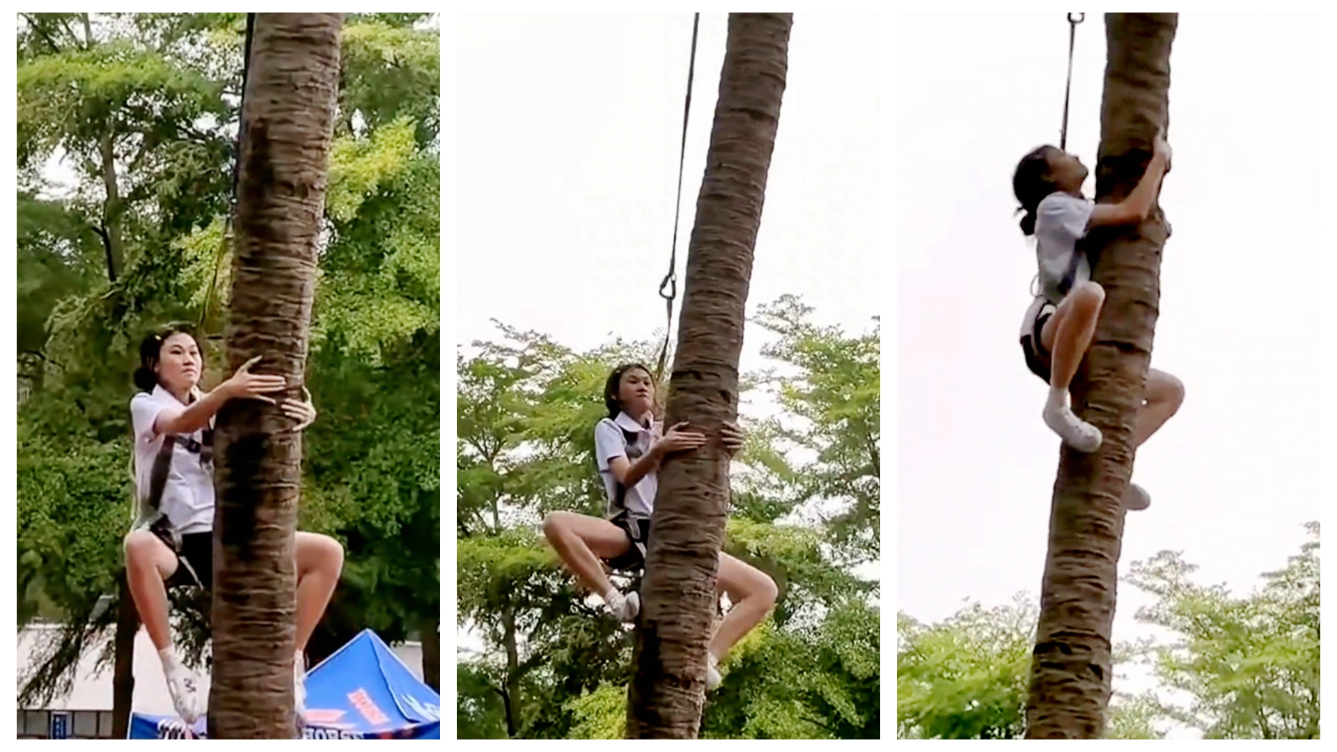 Coconut climbing highlights 'March 3rd' Festival in Hainan