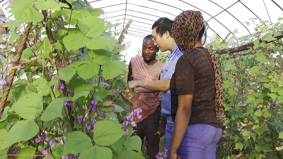 A Chinese agricultural technician teaches Africans grow crops. /VCG