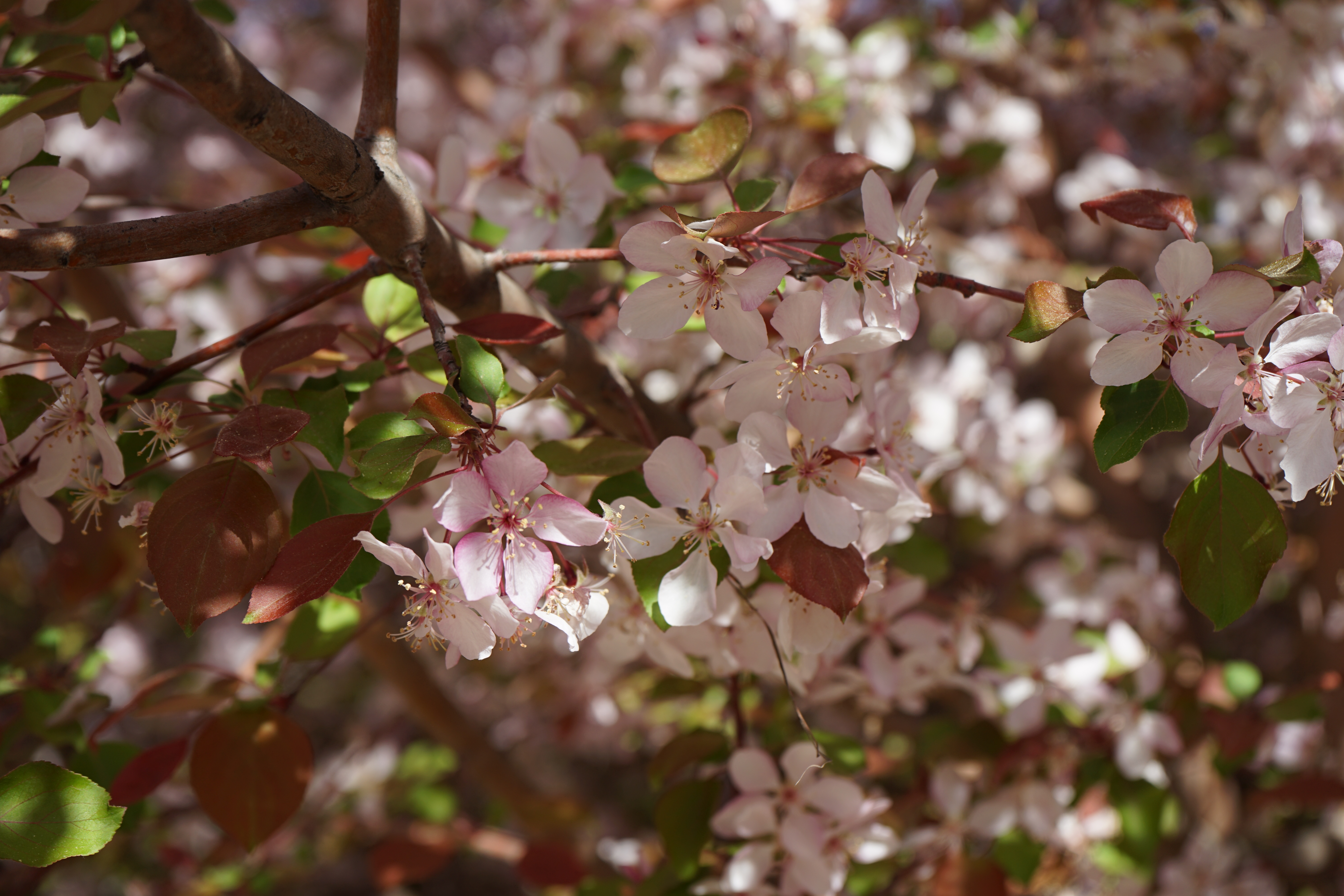 Trees of Malus spectabilis, commonly known as Chinese flowering crabapples, bloom in Karamay, northwest China's Xinjiang Uygur Autonomous Region, April 23, 2026. /CGTN