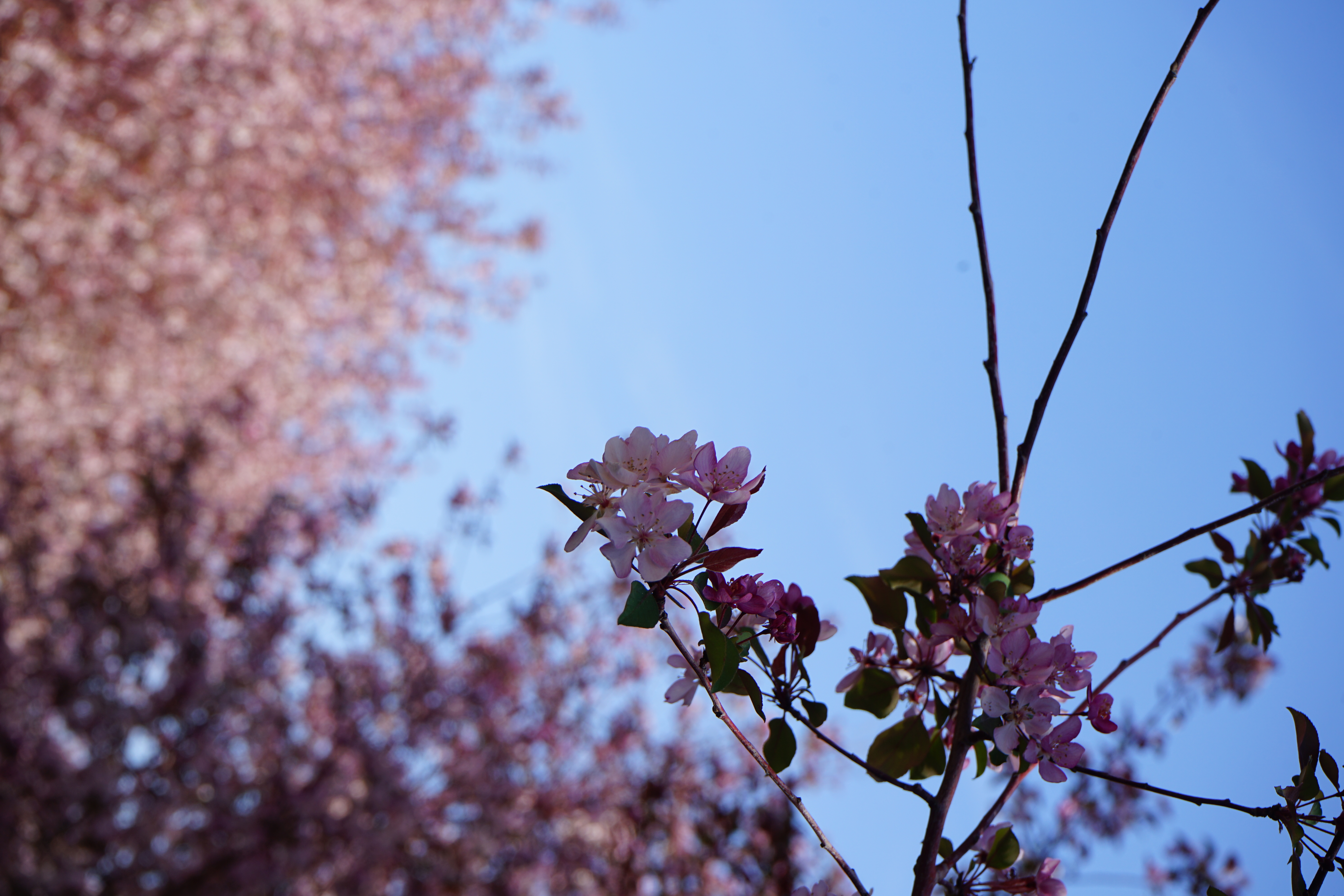 Trees of Malus spectabilis, commonly known as Chinese flowering crabapples, bloom in Karamay, northwest China's Xinjiang Uygur Autonomous Region, April 23, 2026. /CGTN