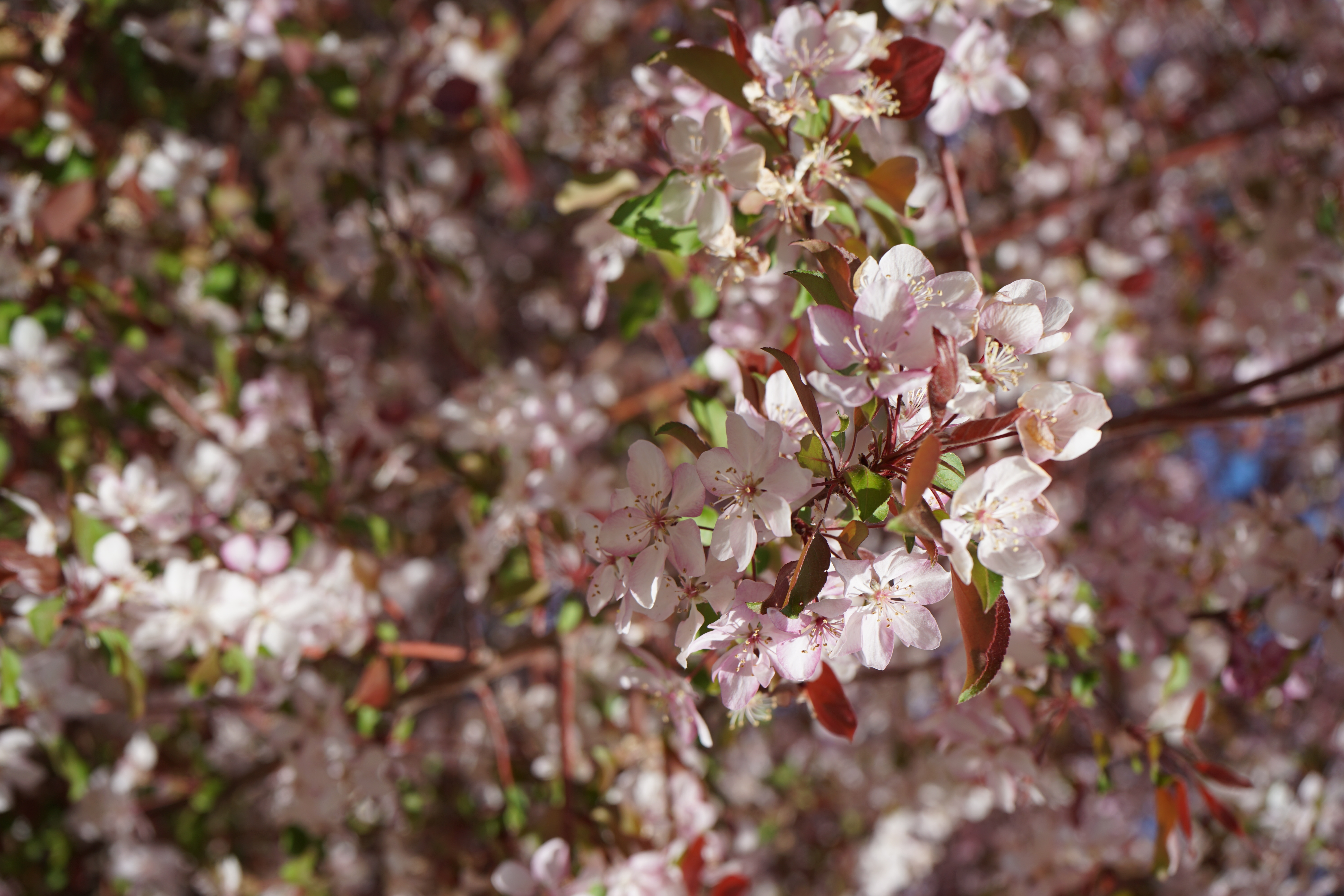Trees of Malus spectabilis, commonly known as Chinese flowering crabapples, bloom in Karamay, northwest China's Xinjiang Uygur Autonomous Region, April 23, 2026. /CGTN