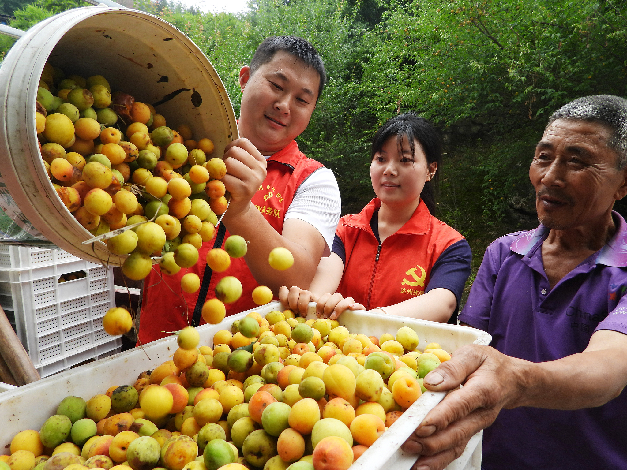 Farmers load freshly picked plums onto trucks in Chayuansi Village, Dazhou City, southwest China's Sichuan Province, June 4, 2025. /VCG