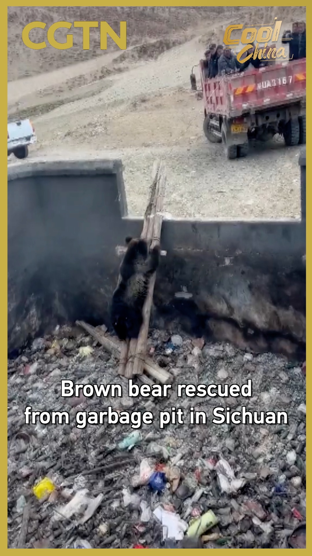 Brown bear rescued from garbage pit in Sichuan