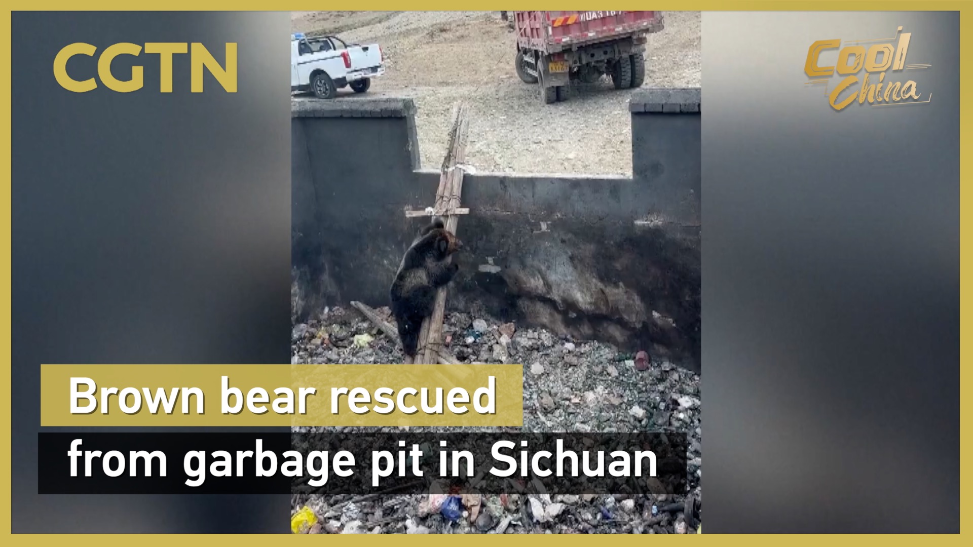 Brown bear rescued from garbage pit in Sichuan