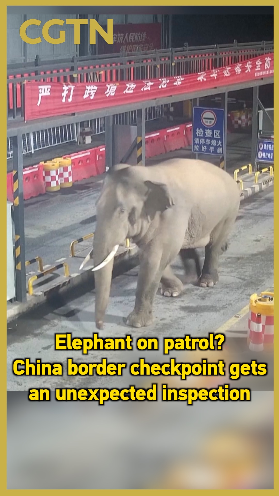 Elephant on patrol? China border checkpoint gets a surprise inspection