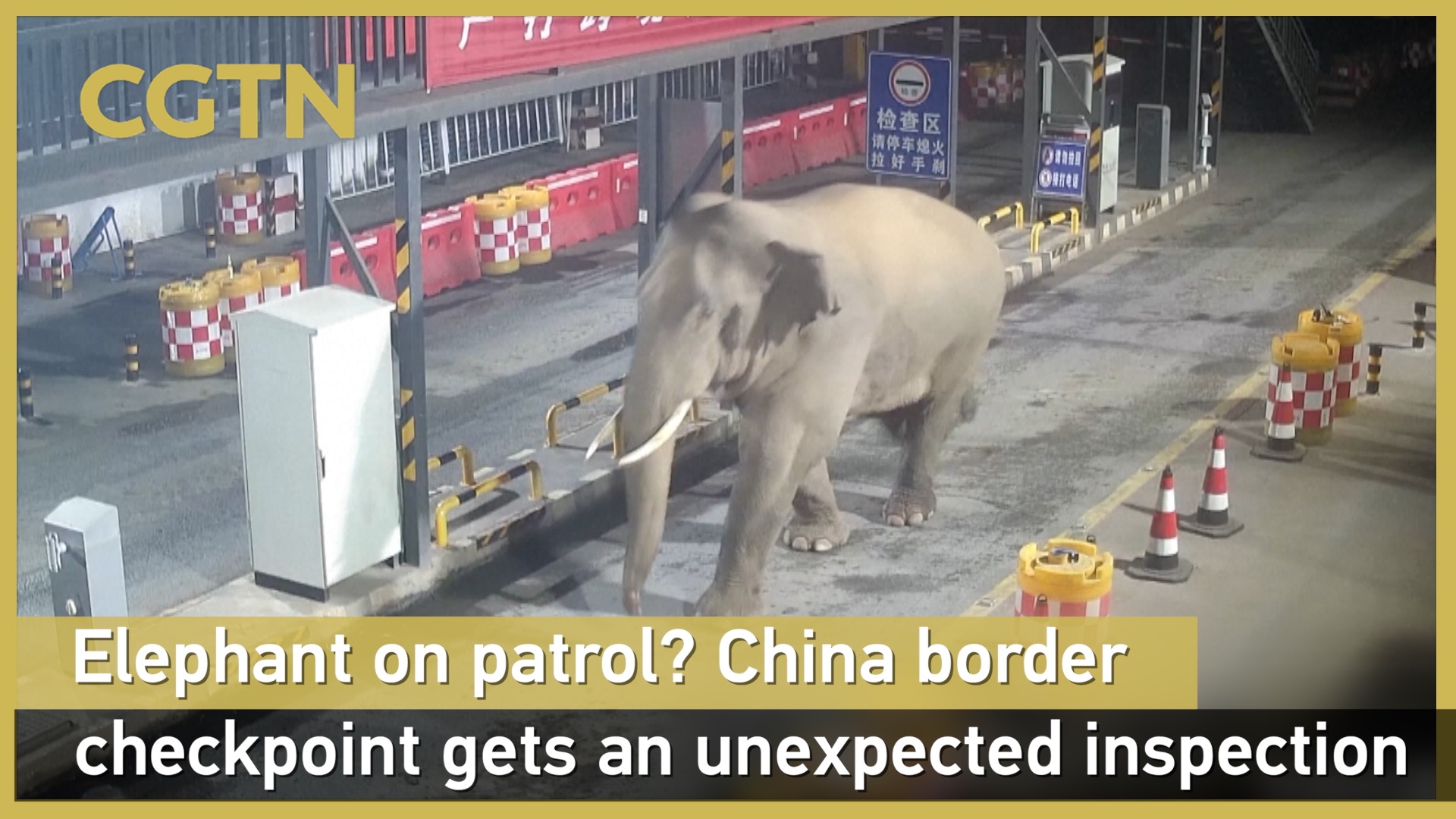 Elephant on patrol? China border checkpoint gets a surprise inspection
