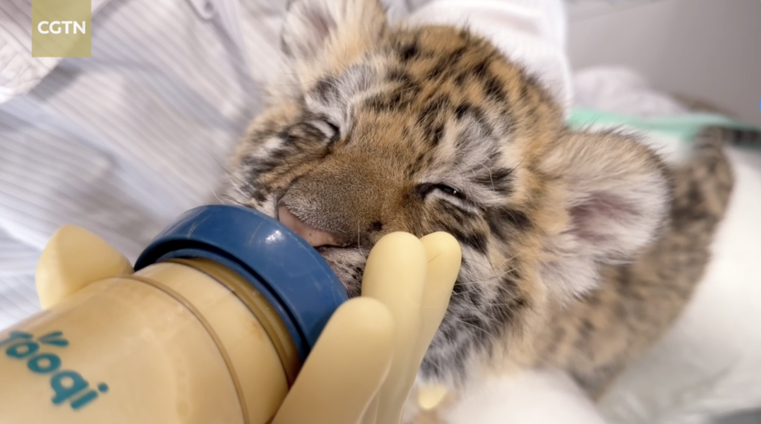 Tiger cub cuteness overload! 