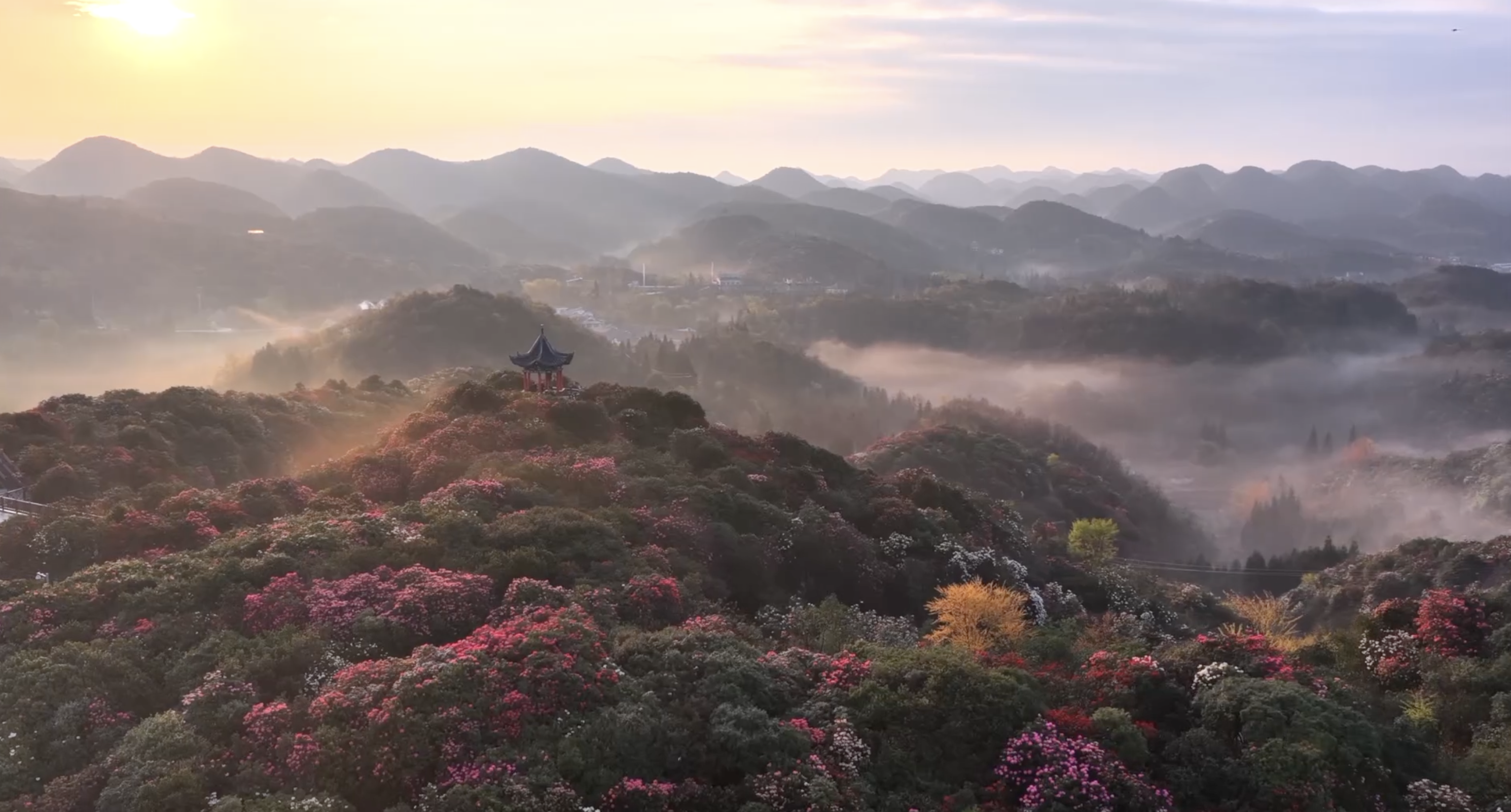 The Baili Rhododendron Scenic Area in Bijie, Guizhou Province. /CMG