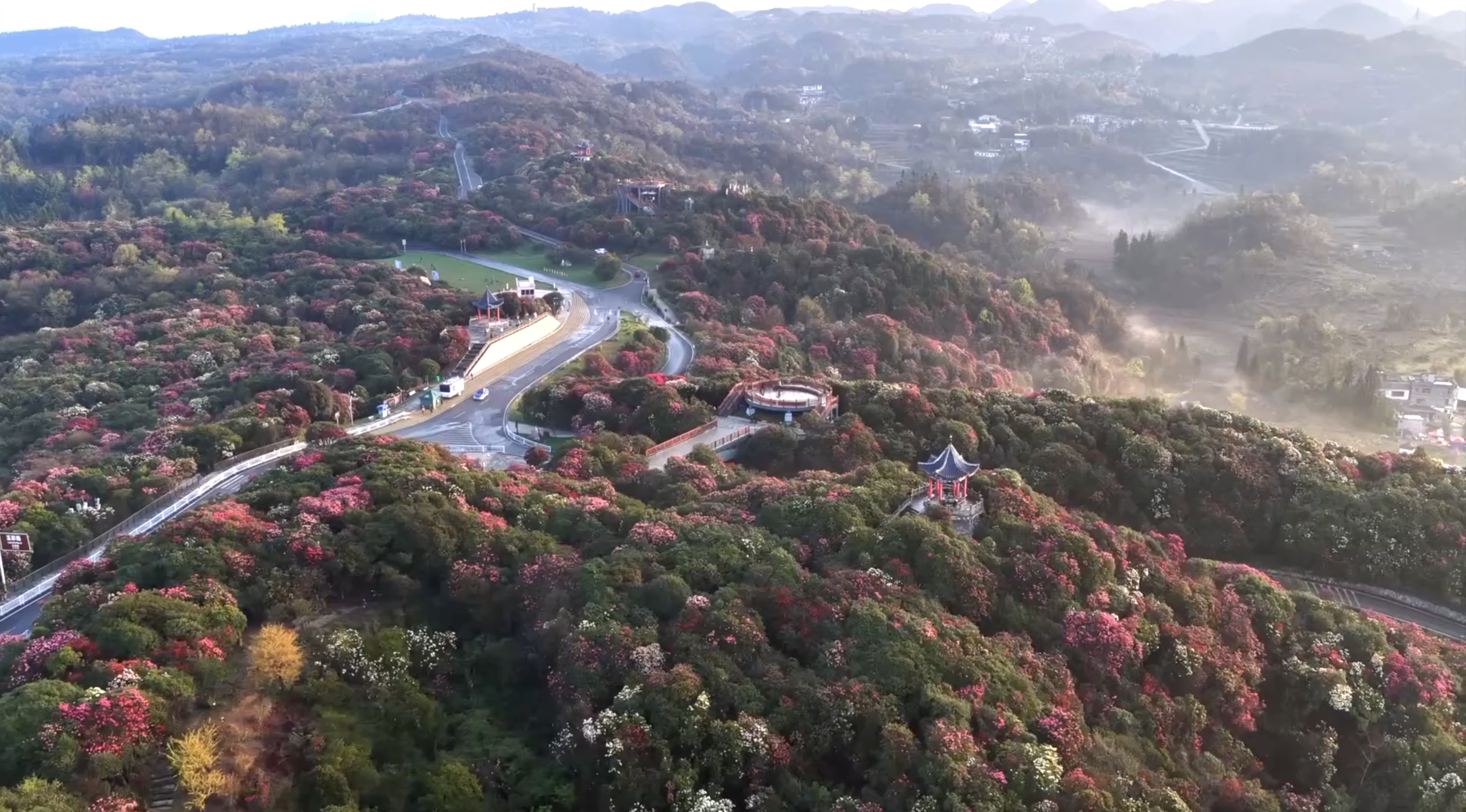 The Baili Rhododendron Scenic Area in Bijie, Guizhou Province. /CMG