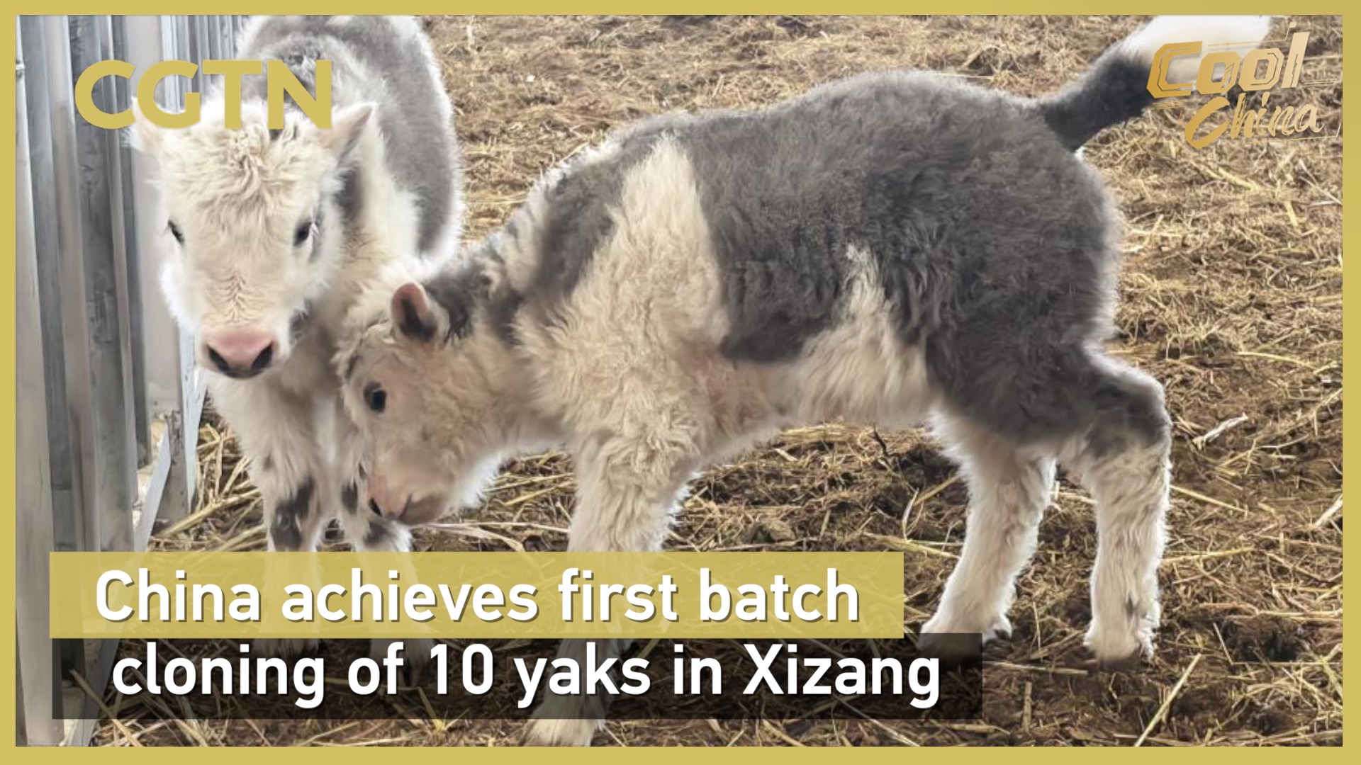 China achieves first batch cloning of 10 yaks in Xizang