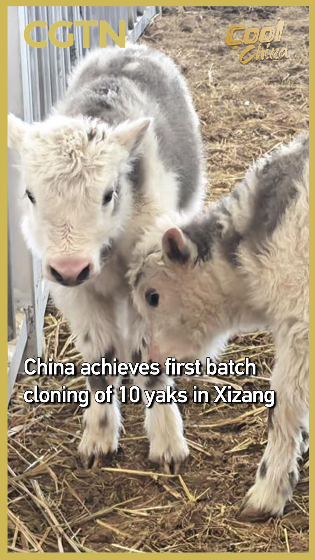 China achieves first batch cloning of 10 yaks in Xizang
