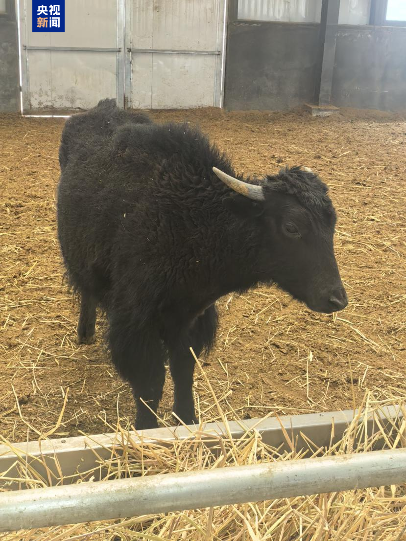 Namco 1#, the world's first somatic cell cloned yak, late March 2026. /CMG