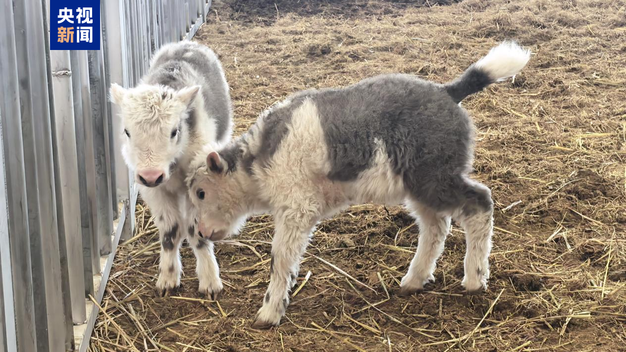 Cloned yaks born in March 2026. /CMG