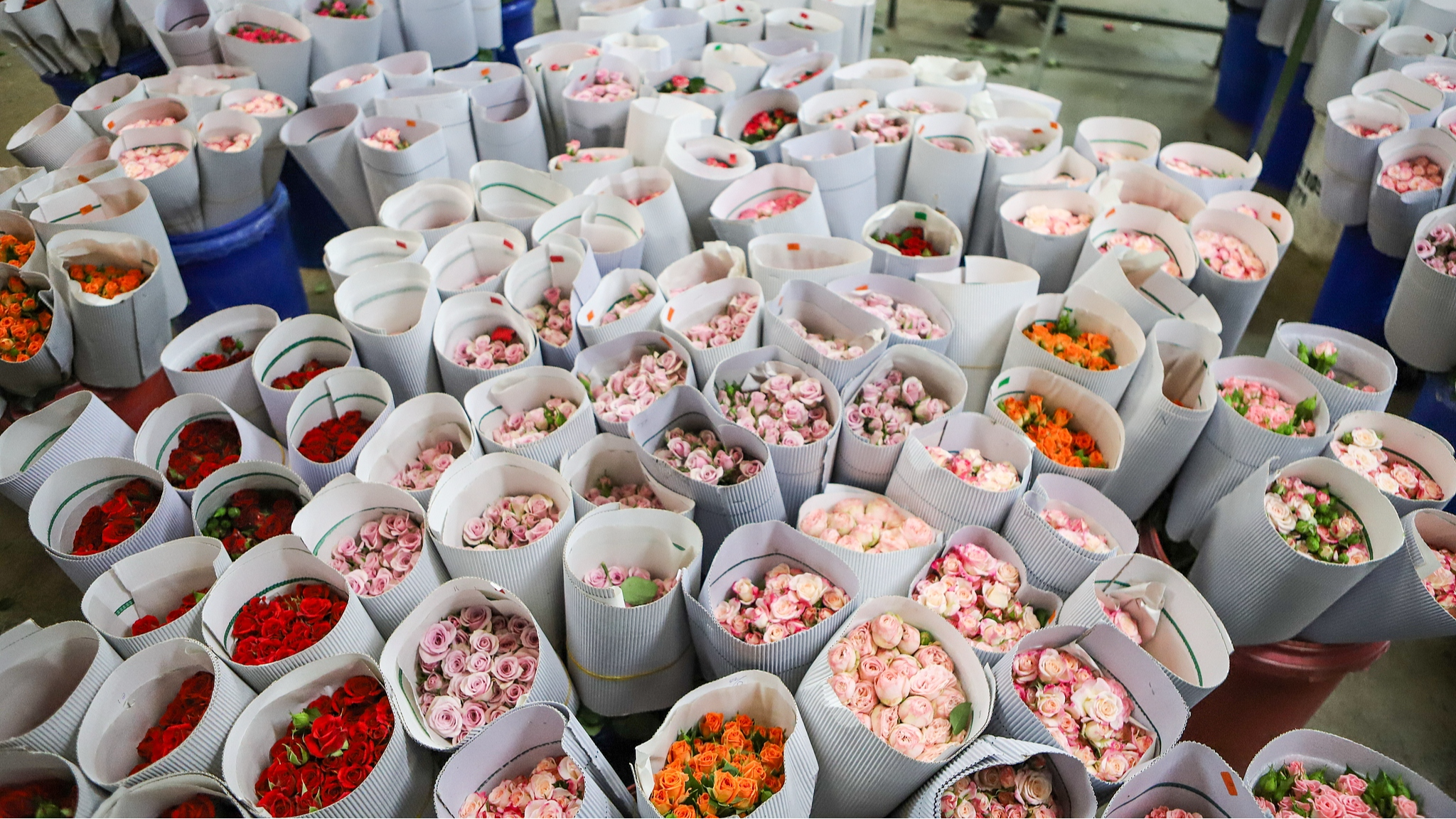 Flowers wait for shipment at the Isinya Roses farm in Kajiado, Kenya, March 24, 2026. /CFP