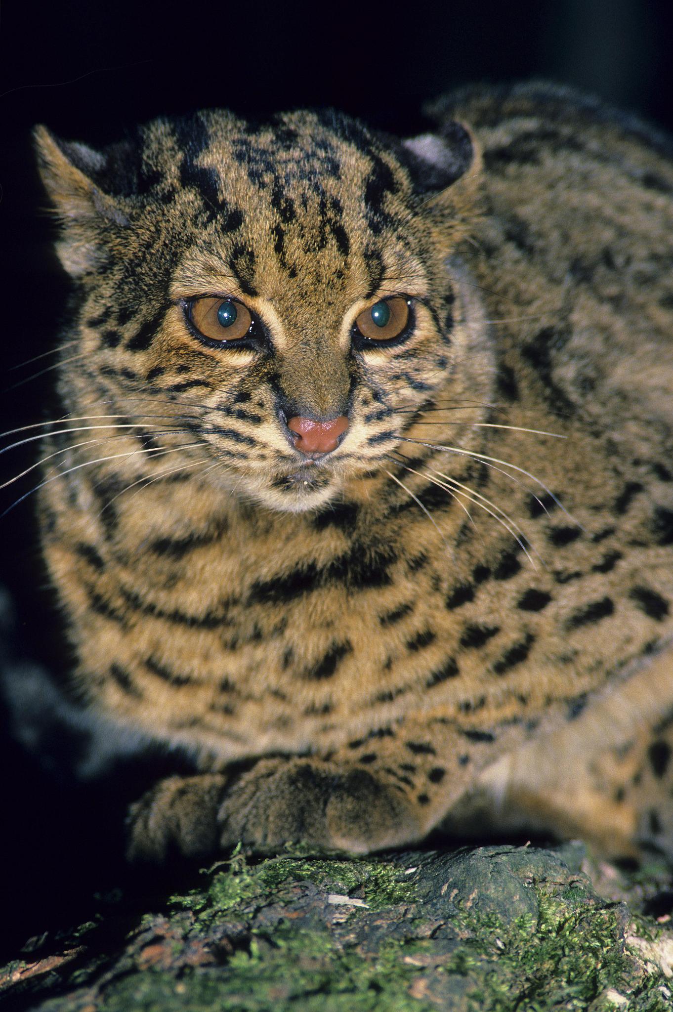 A marbled cat. /VCG