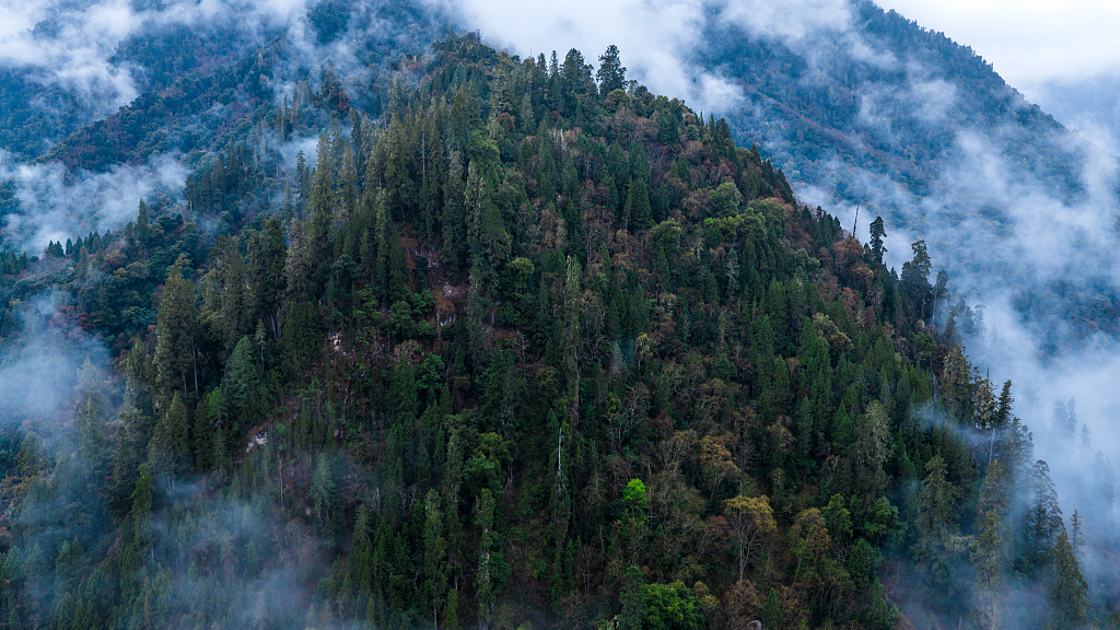 Forests in Nyingchi, Xizang, China, March 24, 2026. /VCG