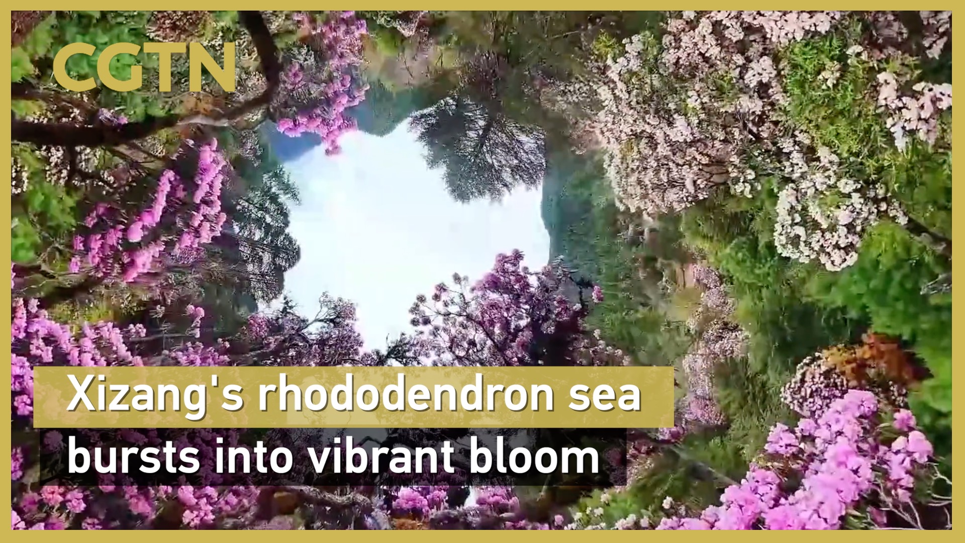 Xizang's rhododendron sea bursts into vibrant bloom