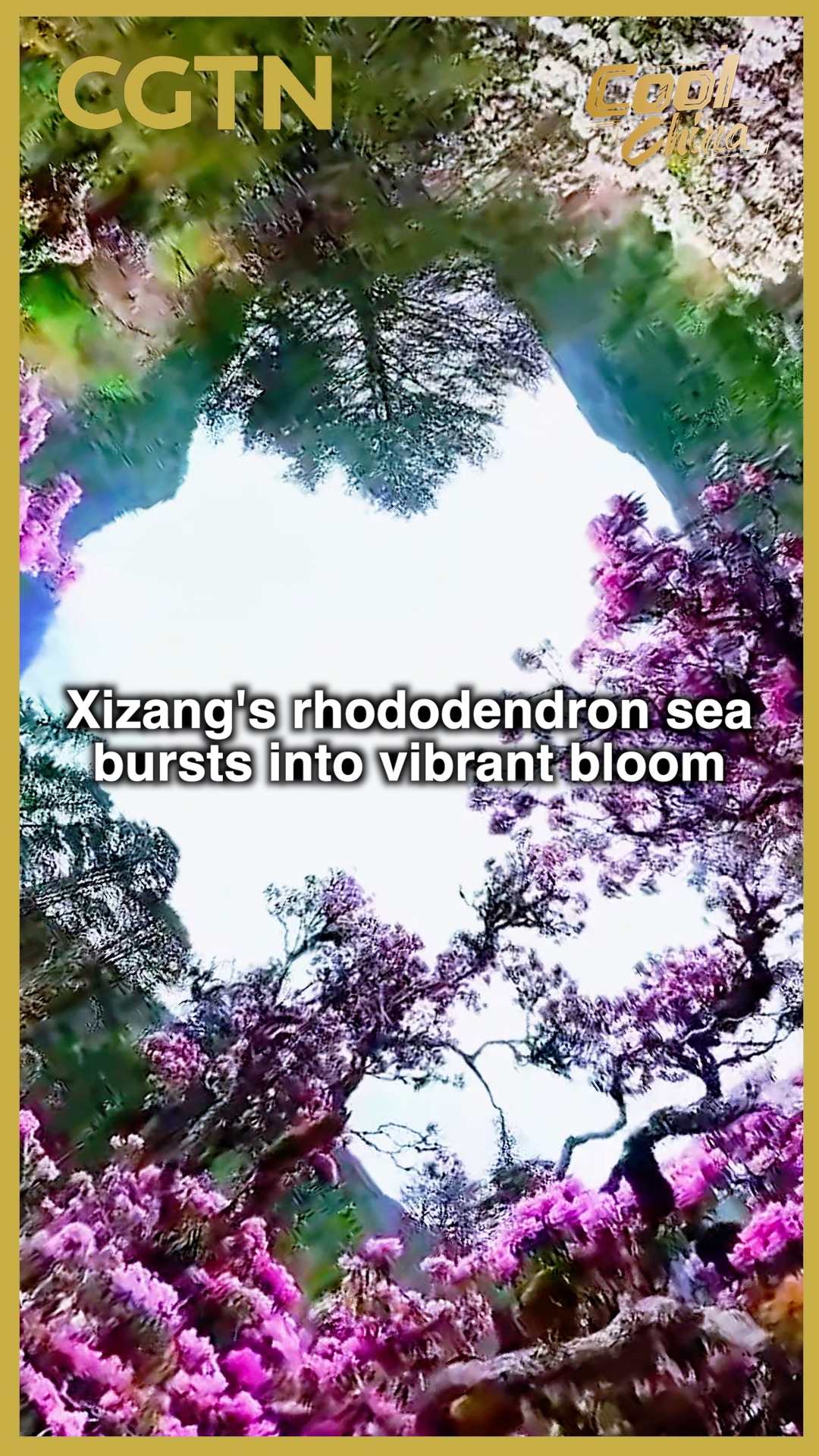 Xizang's rhododendron sea bursts into vibrant bloom