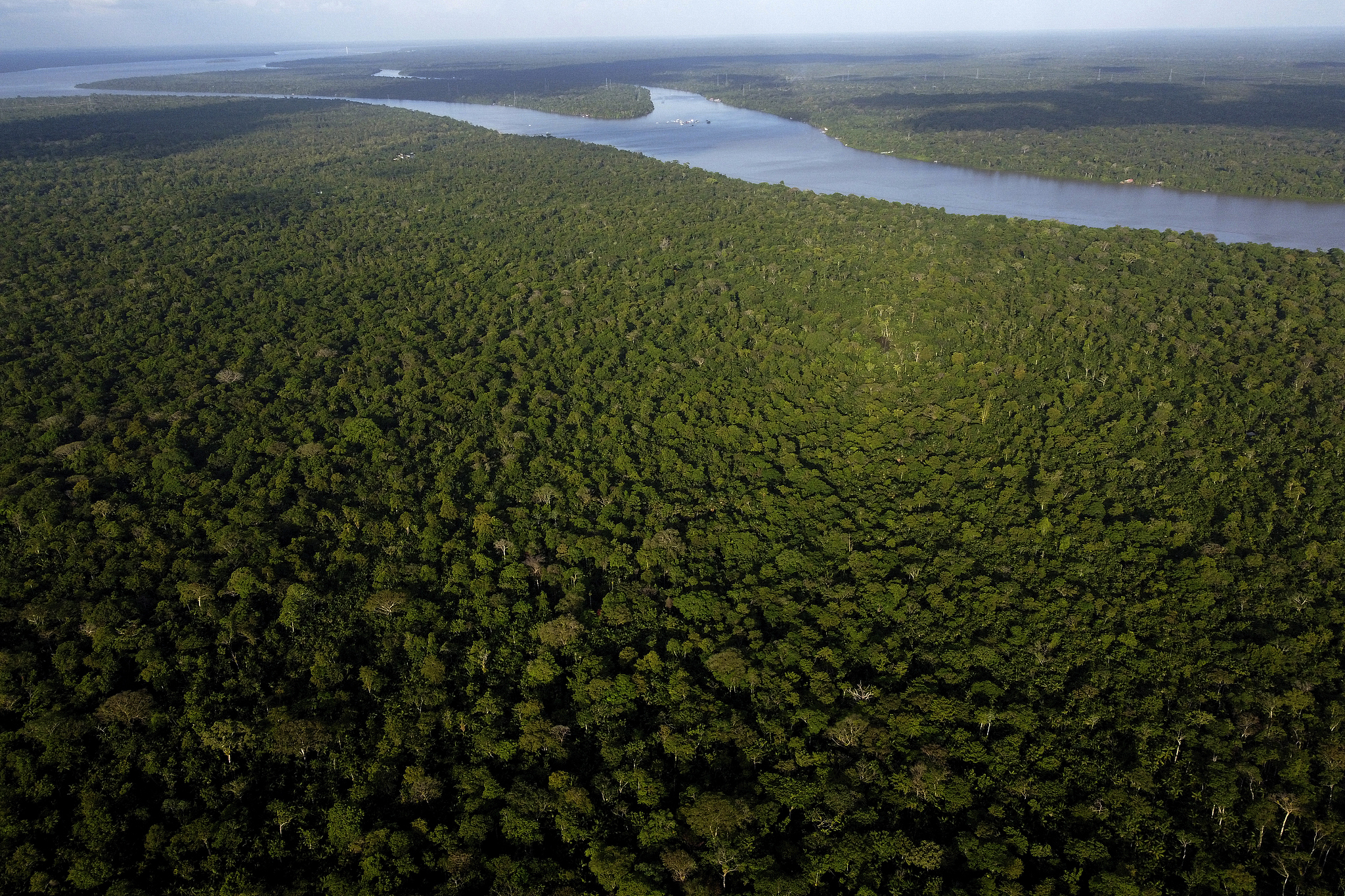 A view of the forest in Combu Island on the banks of the Guama River, near the city of Belem, Para state, Brazil, August 6, 2023. /VCG