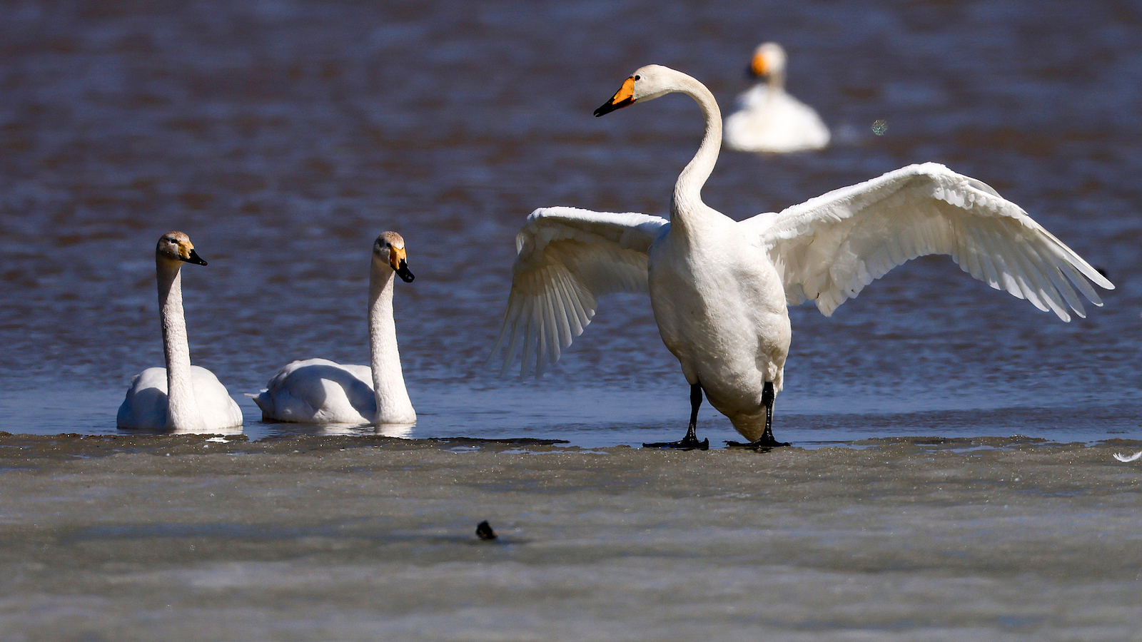 Eco-protection in north China, Yellow River basin sees notable gains