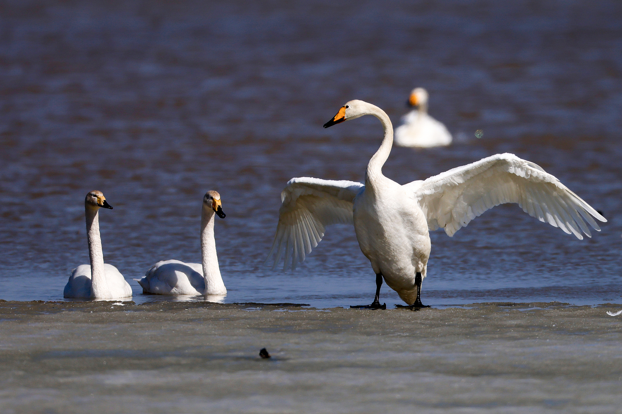 Whooper swans in a wetland in Hebei Province, north China, March 15, 2026. /VCG
