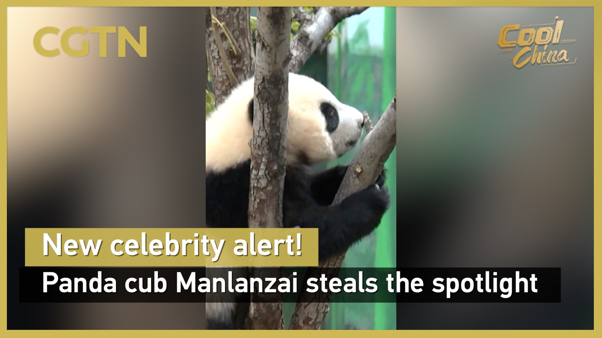 New celebrity alert! Panda cub Manlanzai steals the spotlight