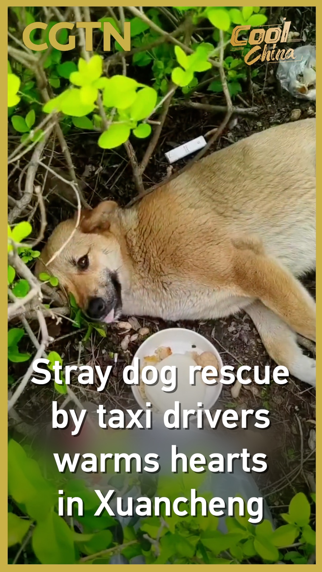 Stray dog rescue by taxi drivers warms hearts in Xuancheng