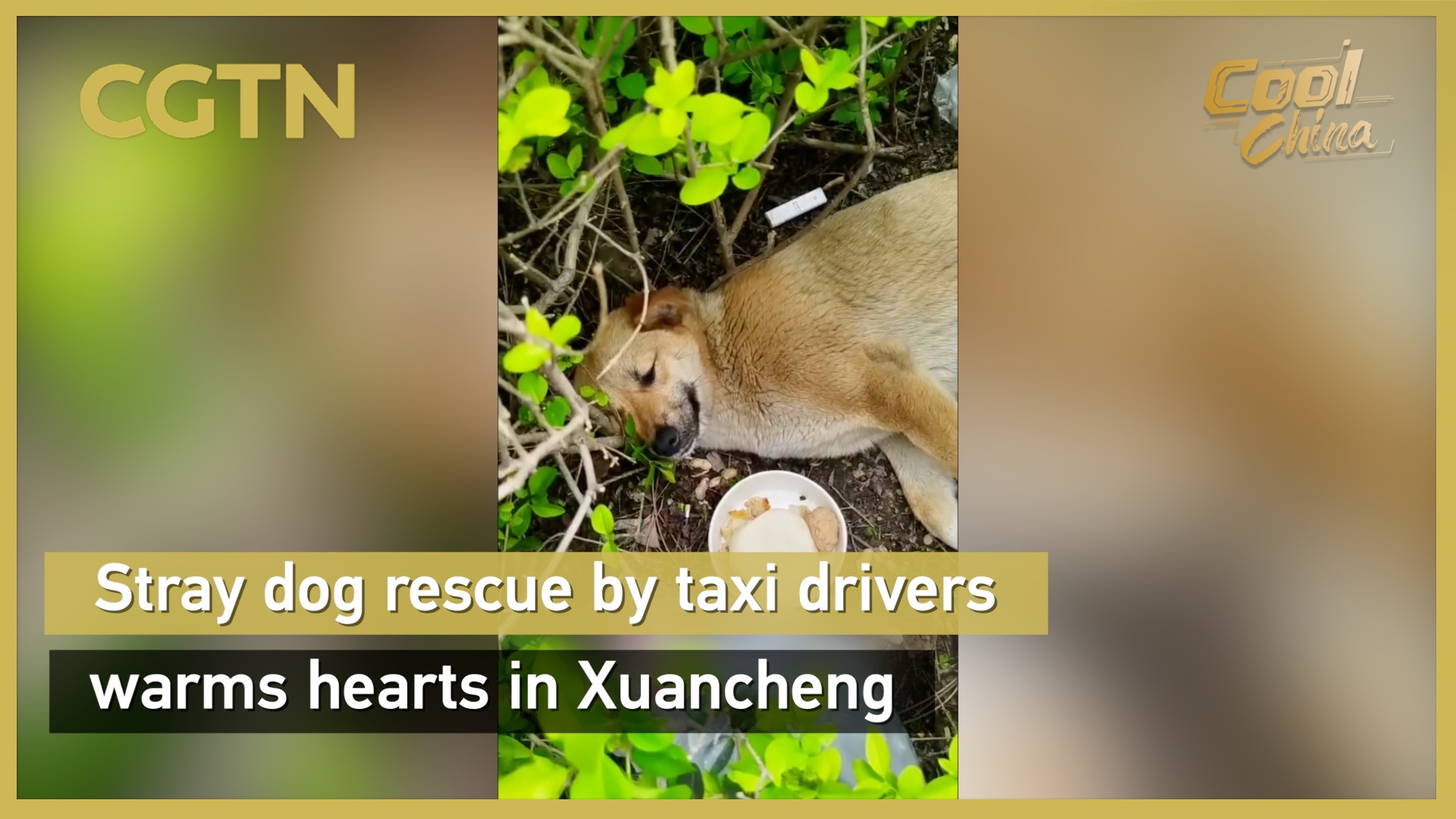 Stray dog rescue by taxi drivers warms hearts in Xuancheng