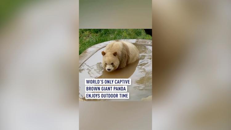 World's only captive brown giant panda enjoys outdoor time - CGTN