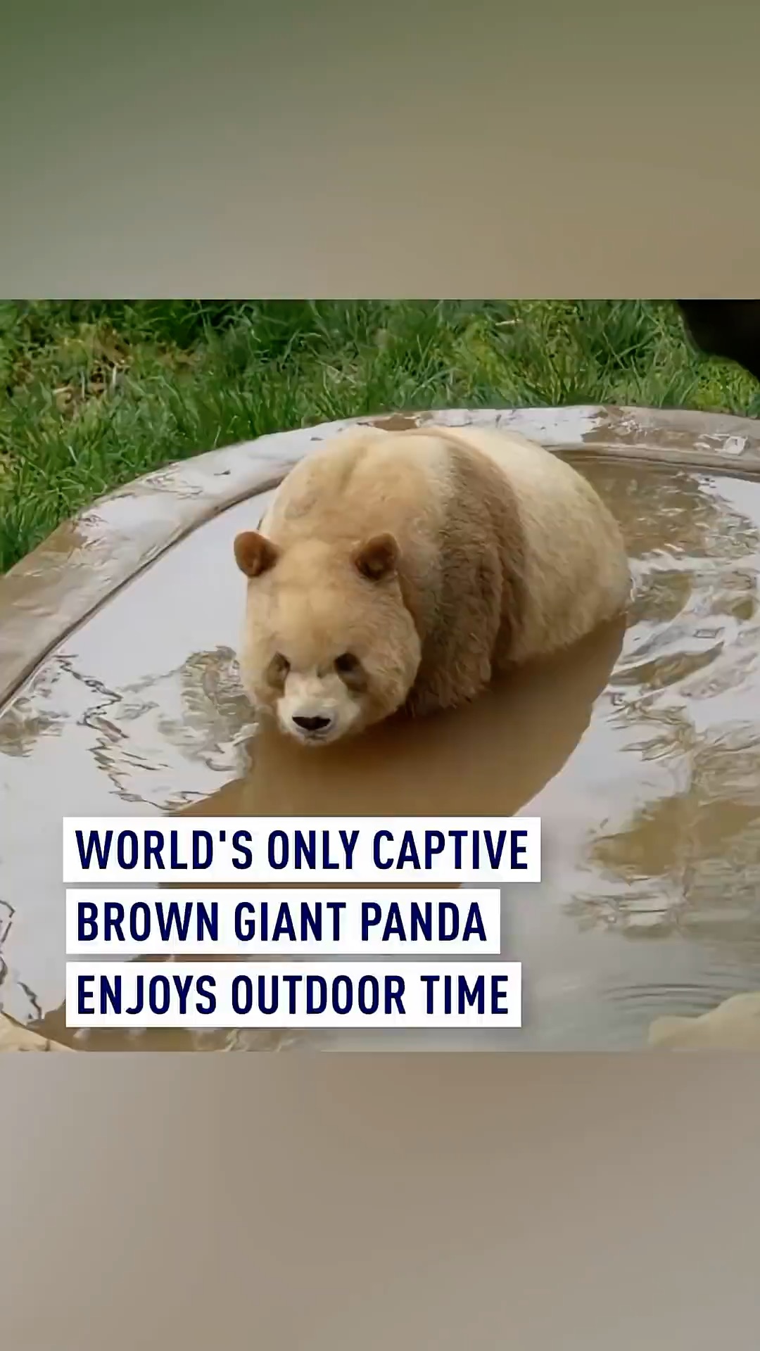 World's only captive brown giant panda enjoys outdoor time
