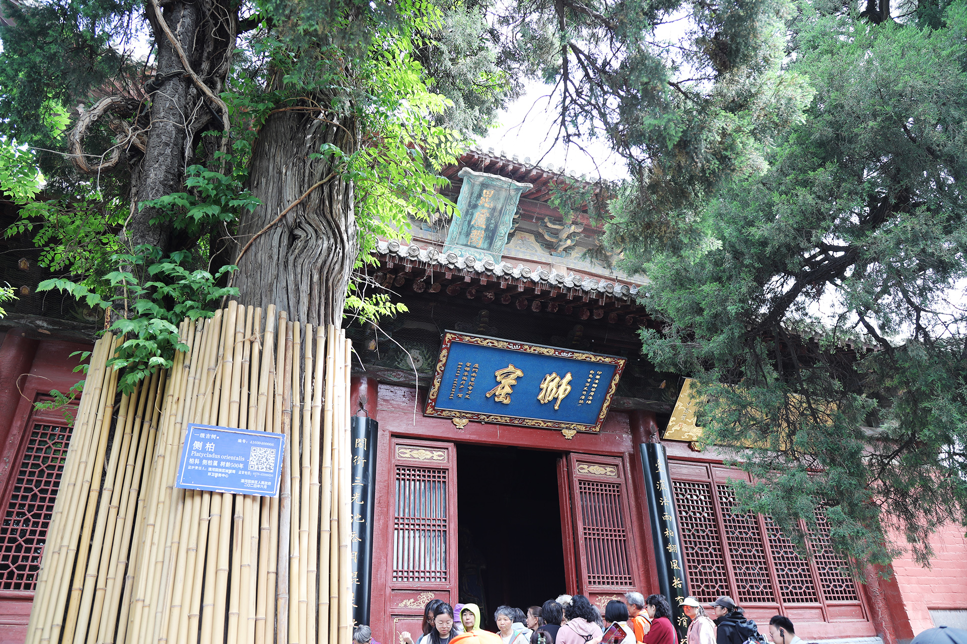 A hall and two ancient trees are seen at White Horse Temple in Luoyang, Henan Province. /CGTN